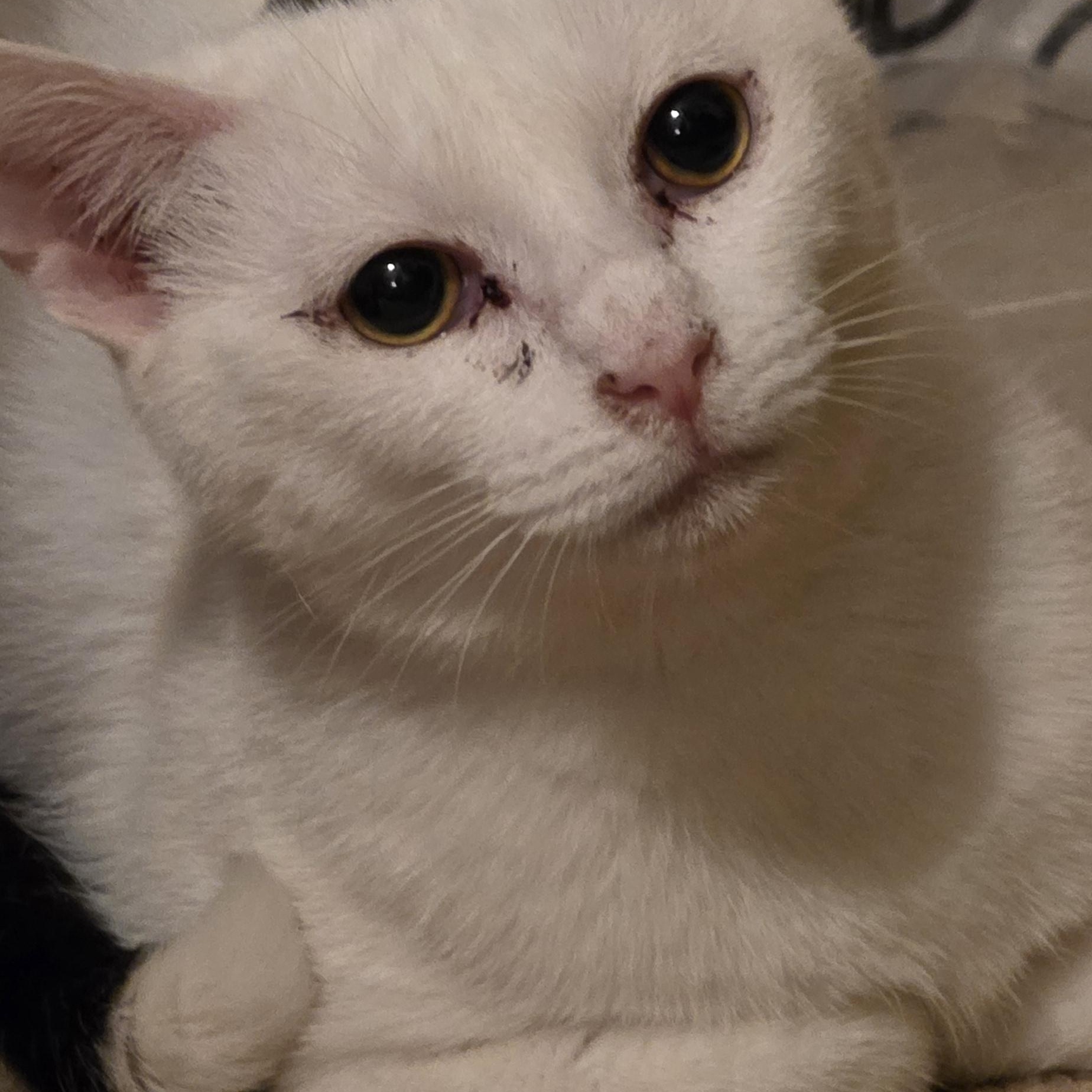 Enlarge Domino, a ADOPTABLE Domestic Short Hair in Richmond, VA image 2/6