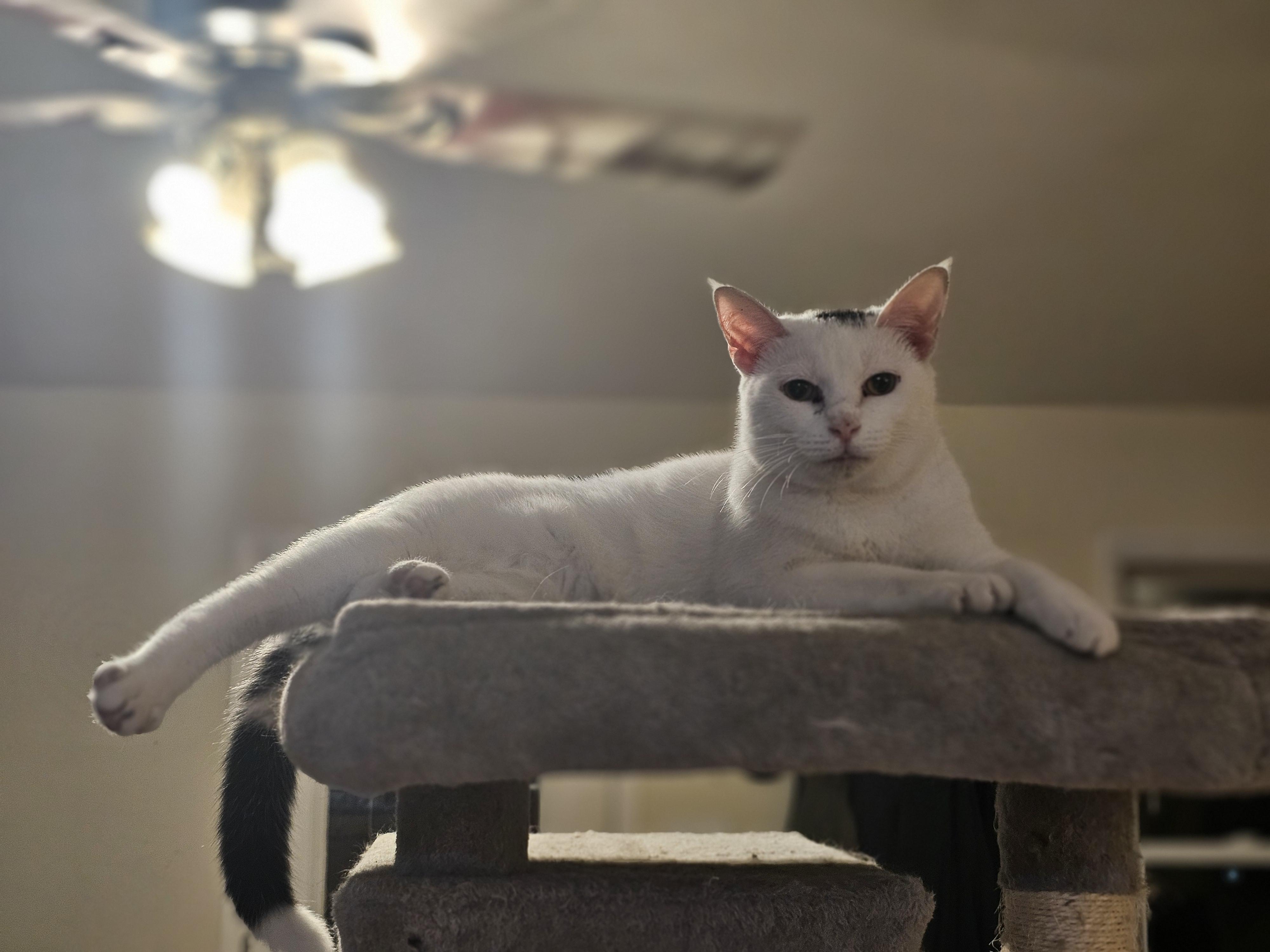 Enlarge Domino, a ADOPTABLE Domestic Short Hair in Richmond, VA image 2/6