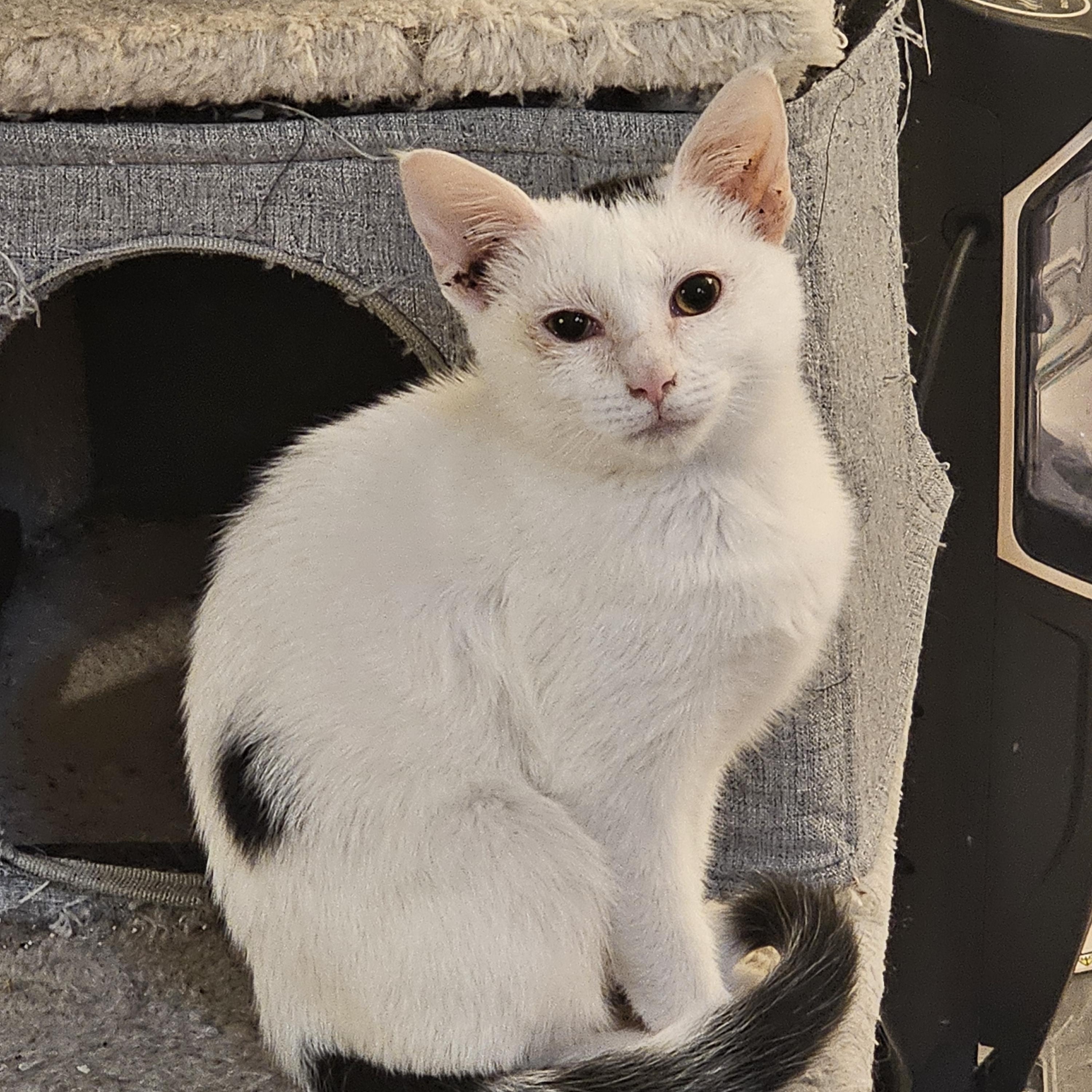 Enlarge Domino, a ADOPTABLE Domestic Short Hair in Richmond, VA image 1/6