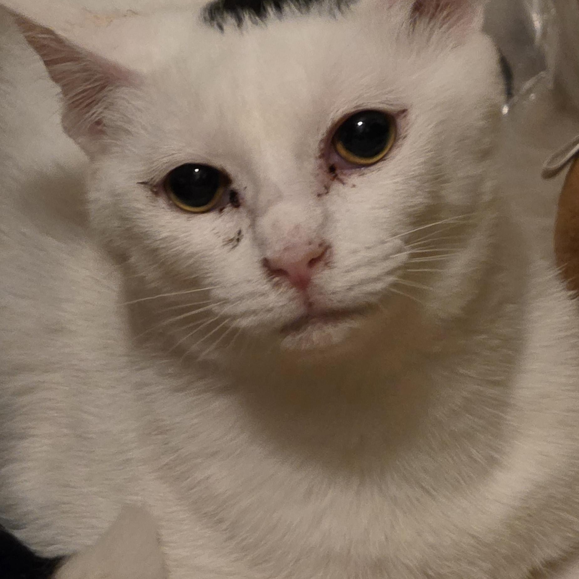 Enlarge Domino, a ADOPTABLE Domestic Short Hair in Richmond, VA image 4/6