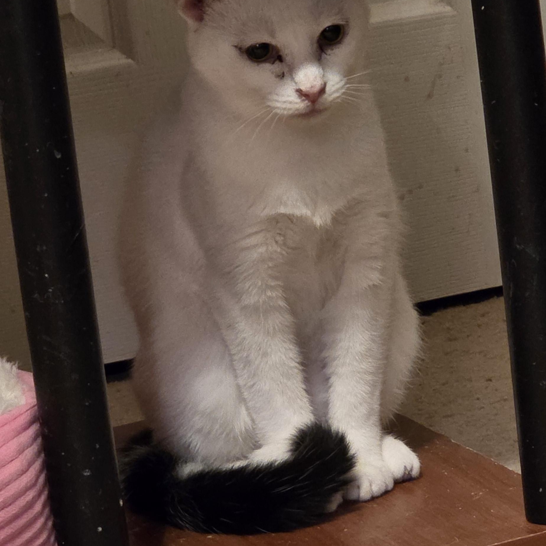 Enlarge Domino, a ADOPTABLE Domestic Short Hair in Richmond, VA image 6/6