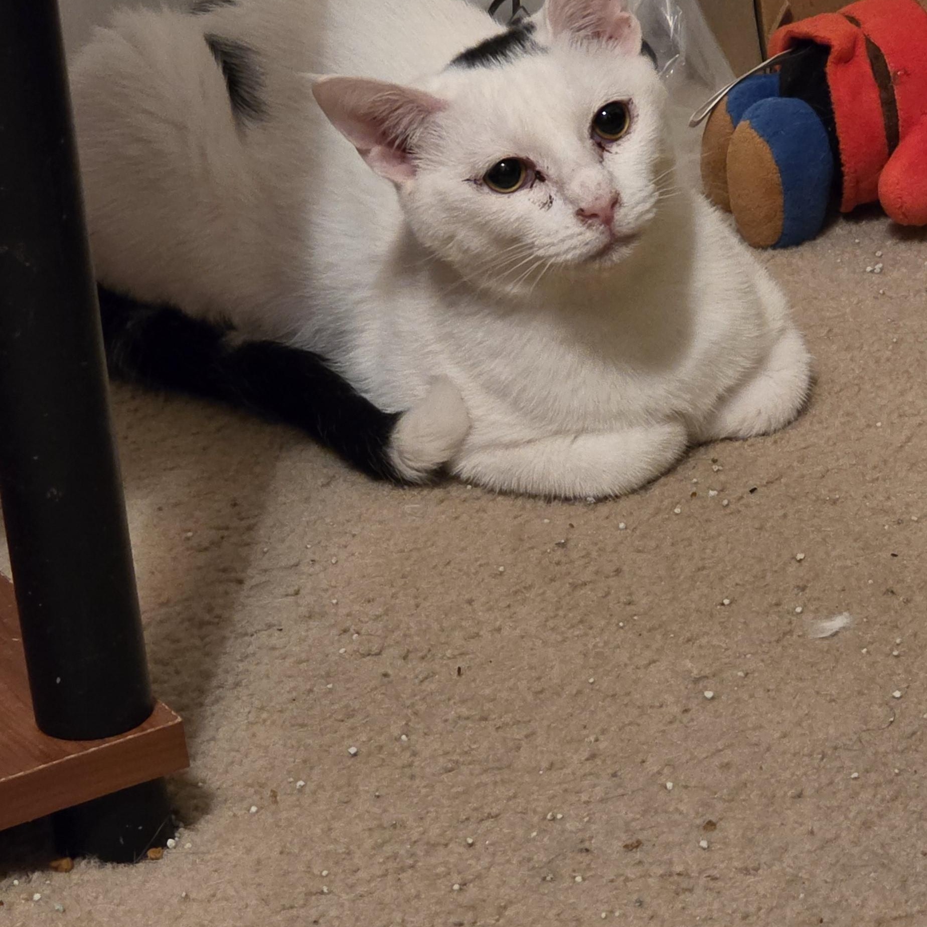 Enlarge Domino, a ADOPTABLE Domestic Short Hair in Richmond, VA image 3/6