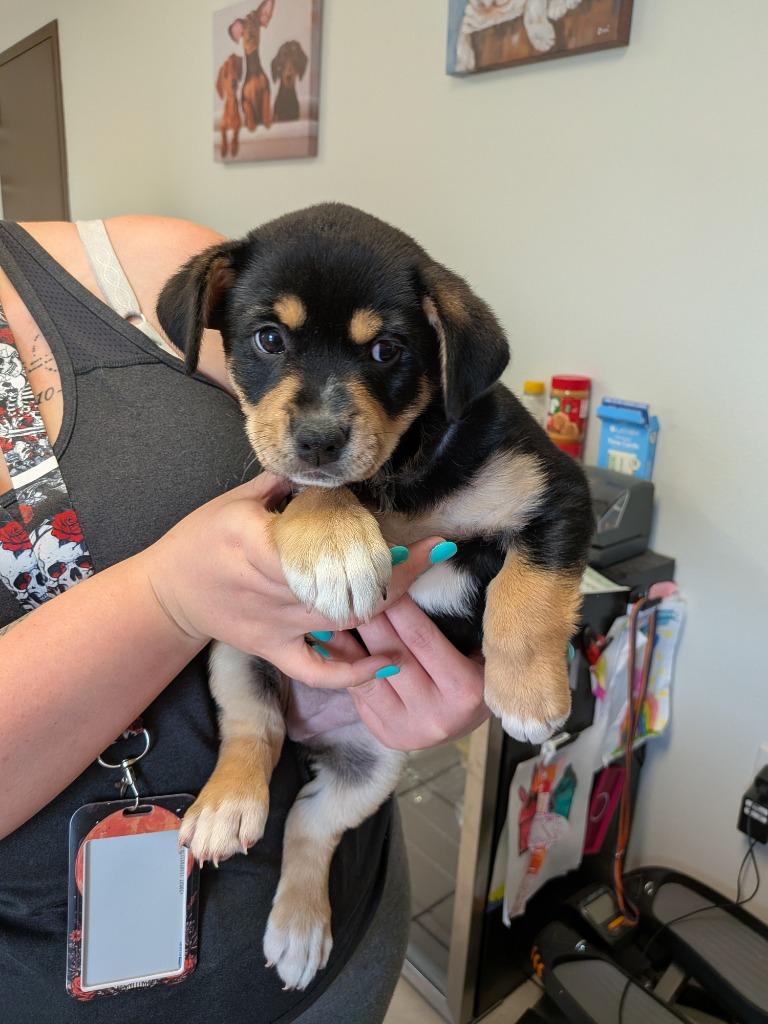 Nancy, Adoptable, Puppy Female Labrador Retriever.