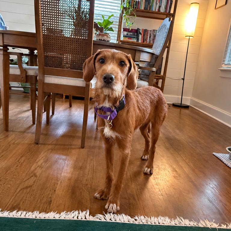 Ruby, Adoptable, Young Female Terrier.