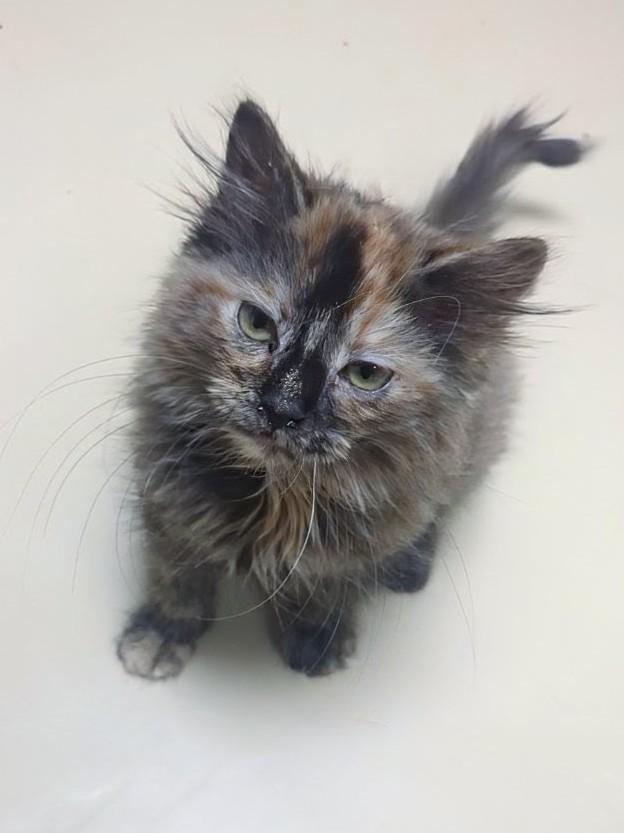 Lizzie, adopted, Kitten Female Domestic Long Hair.