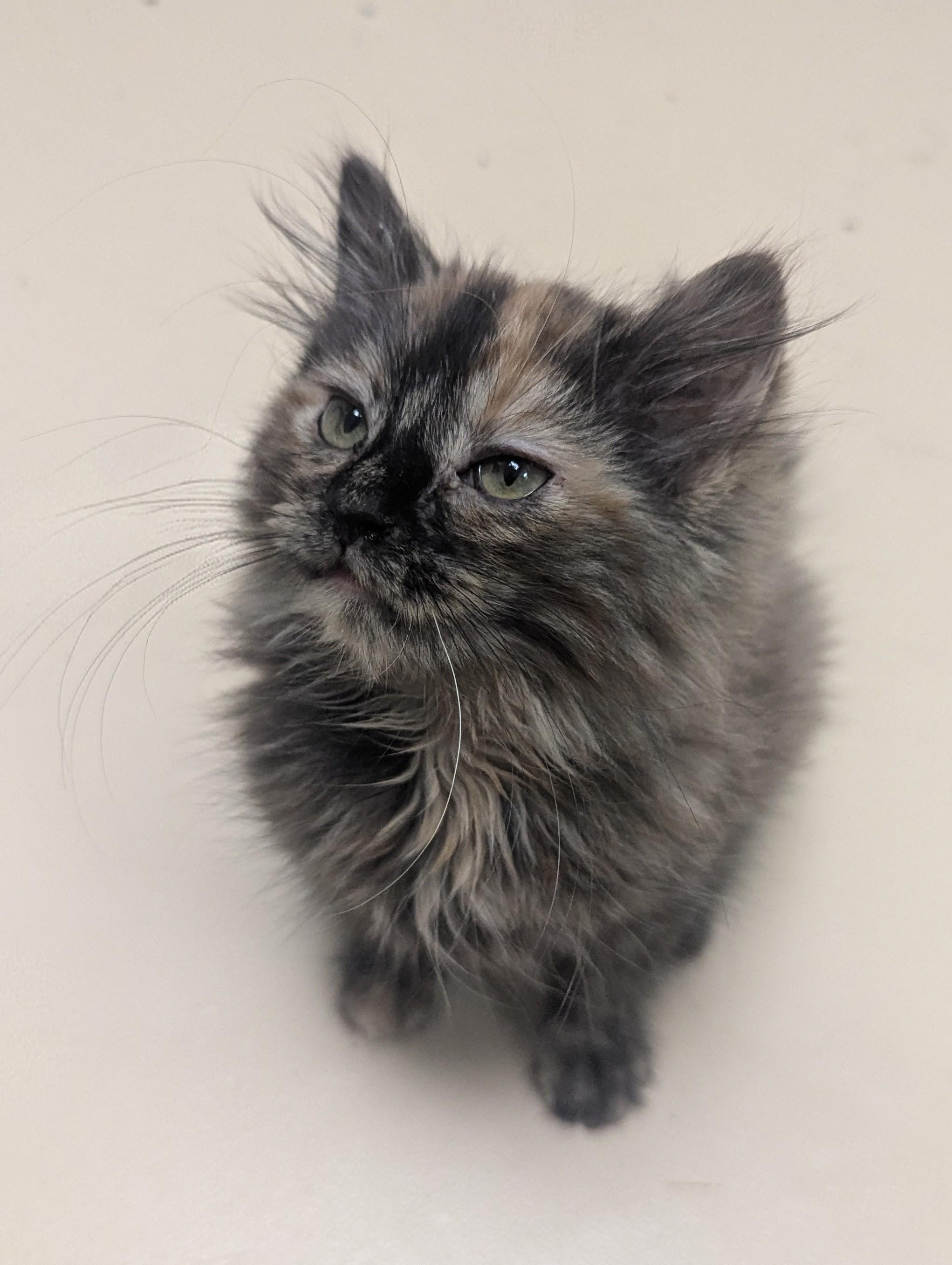 Enlarge Lizzie, an adopted Domestic Long Hair in Springfield, IL image 4/5