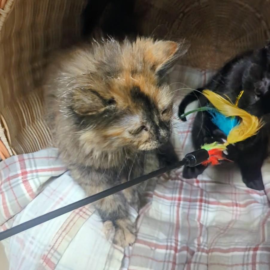 Enlarge Lizzie, an adopted Domestic Long Hair in Springfield, IL image 5/5