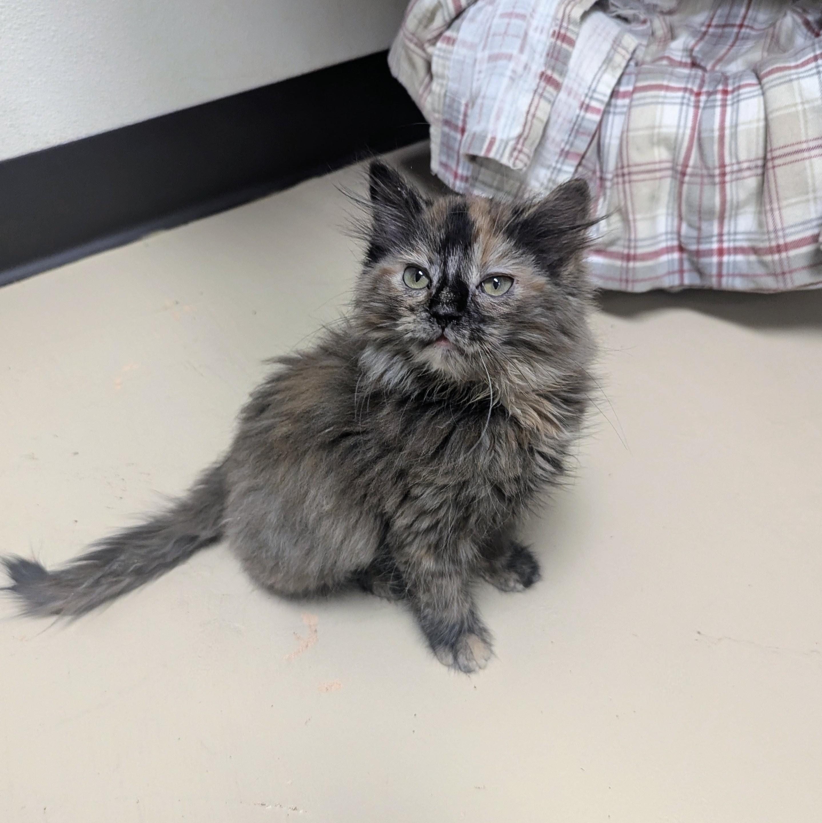Enlarge Lizzie, an adopted Domestic Long Hair in Springfield, IL image 2/5
