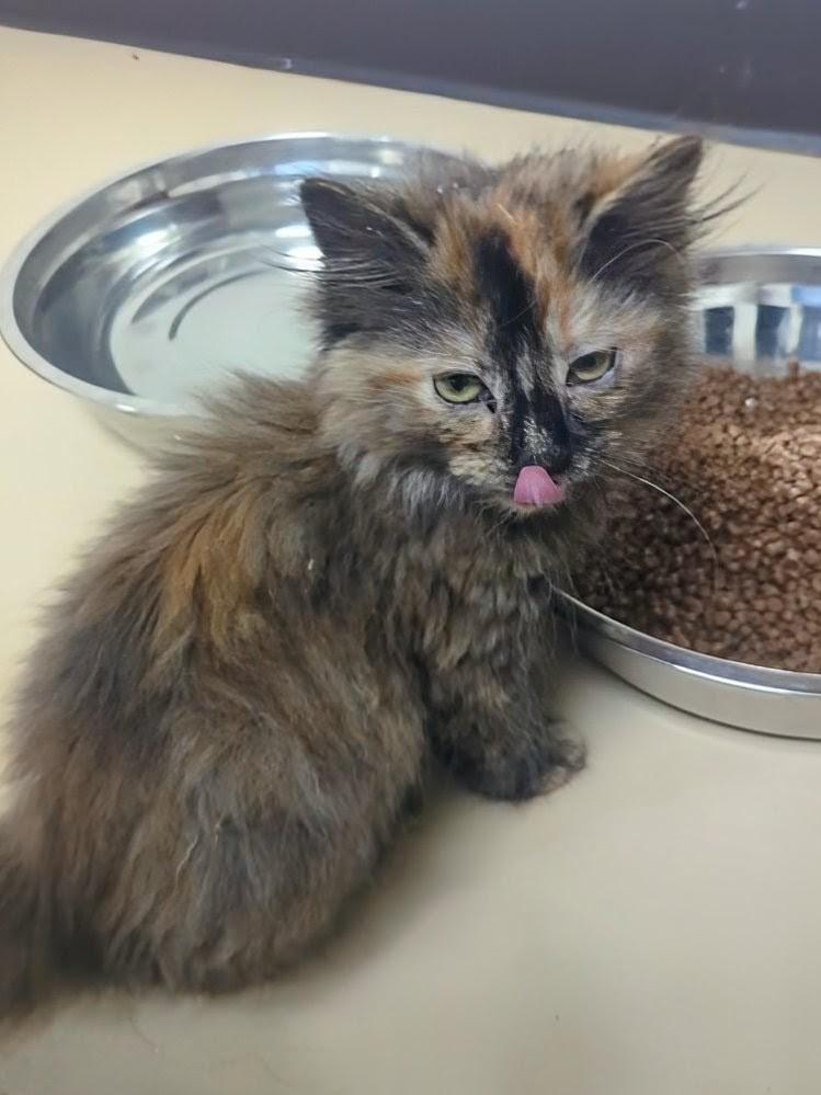 Enlarge Lizzie, an adopted Domestic Long Hair in Springfield, IL image 3/5