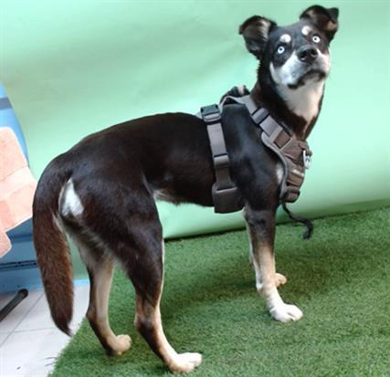 TWEETY, Adoptable, Young Female Labrador Retriever & German Shepherd Dog.