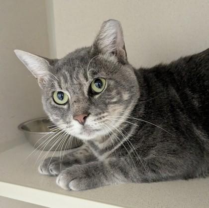 Enlarge Glenn, a Adoptable mixed breed in Divide, CO image 1/1