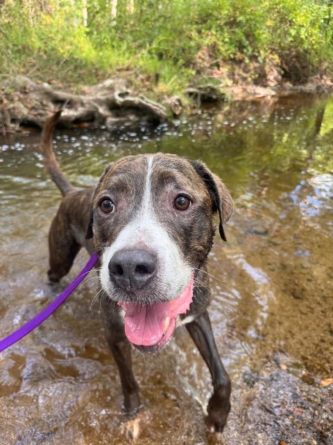 Markus, Adoptable, Senior Male Mixed Breed.