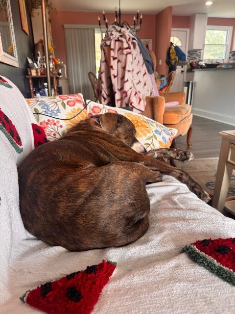 Markus, Adoptable, Senior Male Mixed Breed.