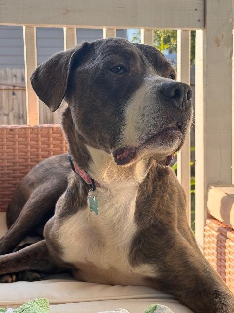 Enlarge Markus, a Adoptable mixed breed in Parkville, MD image 3/3