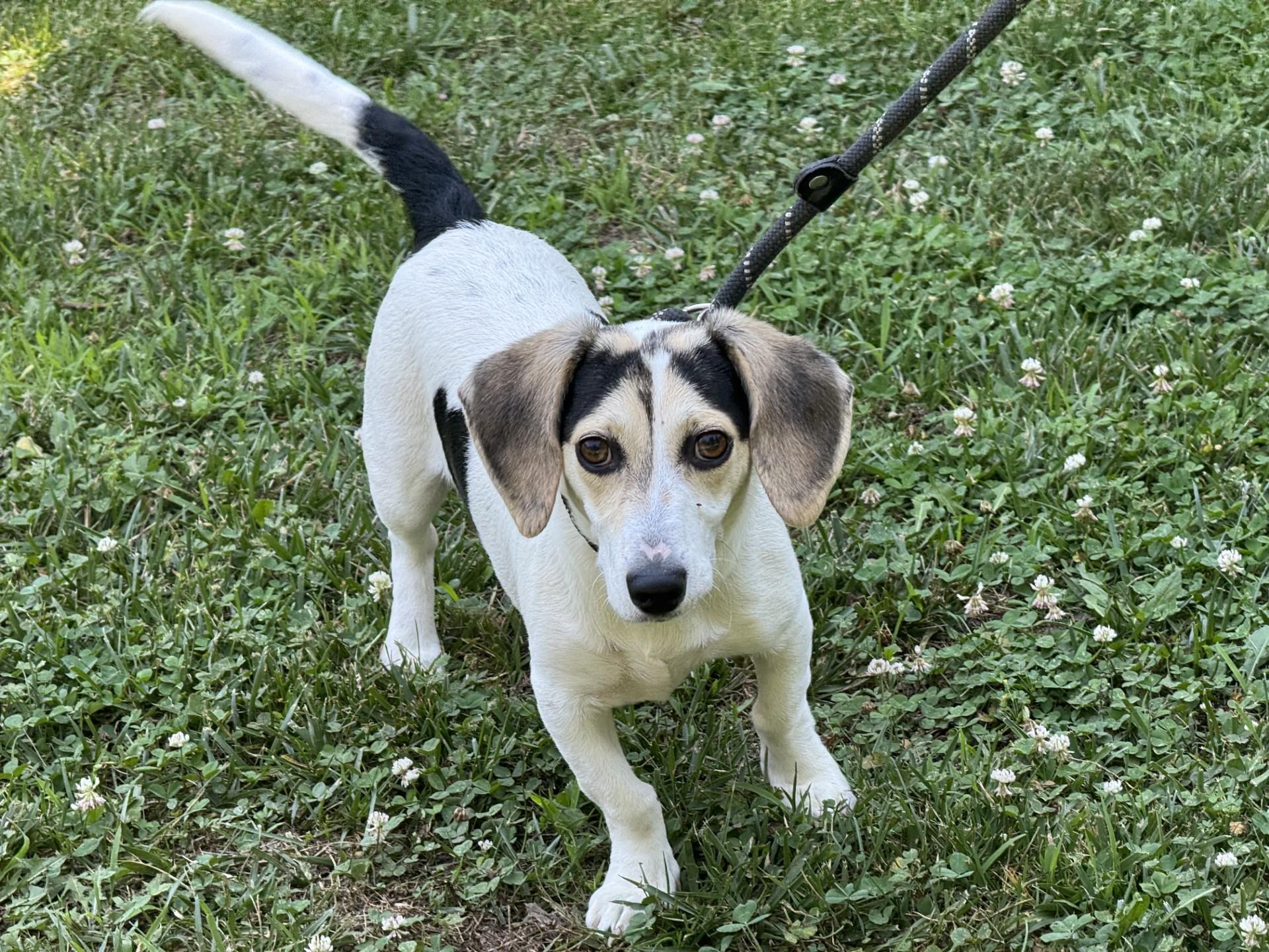 Slinky, a ADOPTABLE mixed breed in Richmond, VA image 6/6