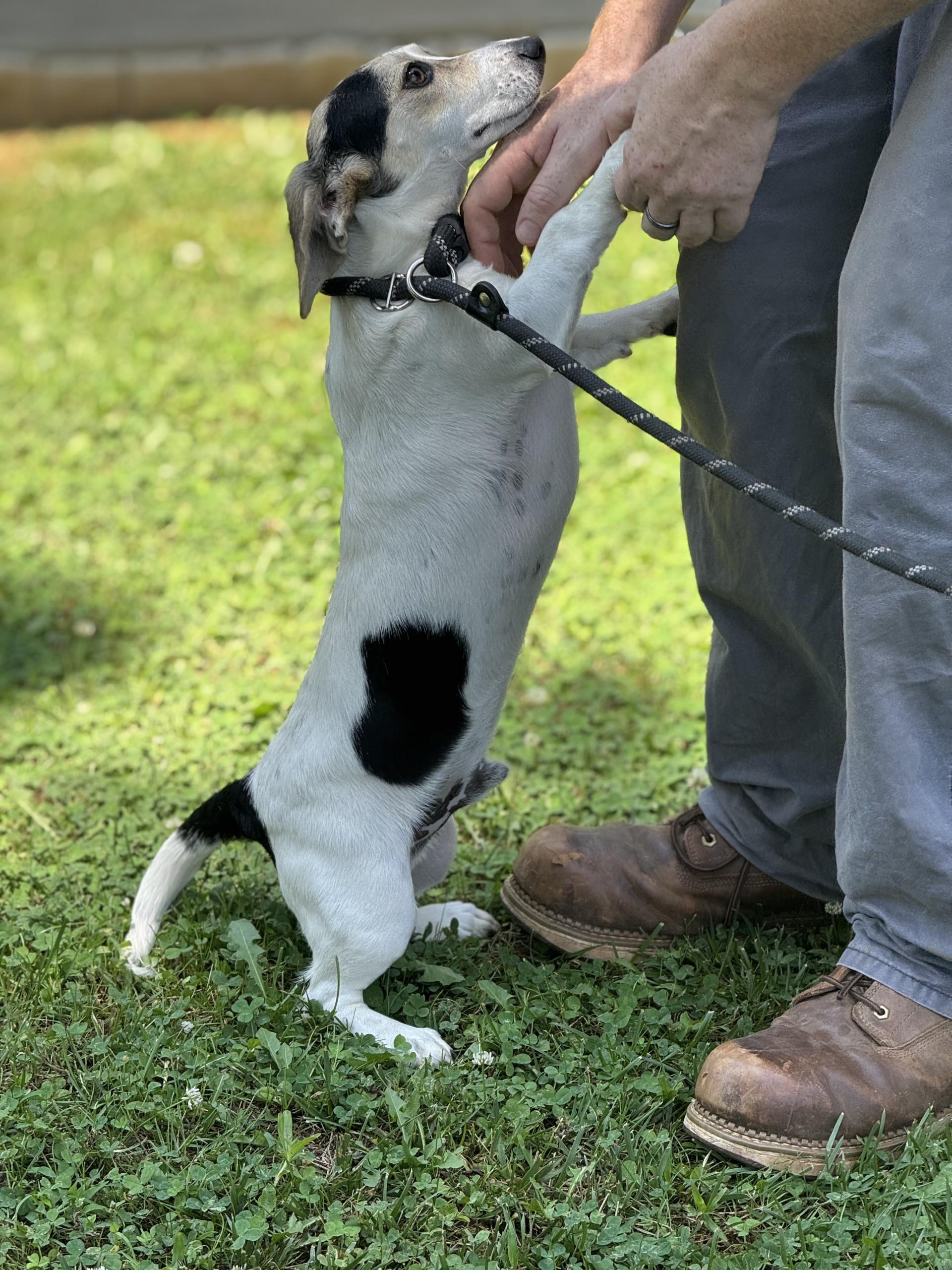 Slinky, a ADOPTABLE mixed breed in Richmond, VA image 5/6