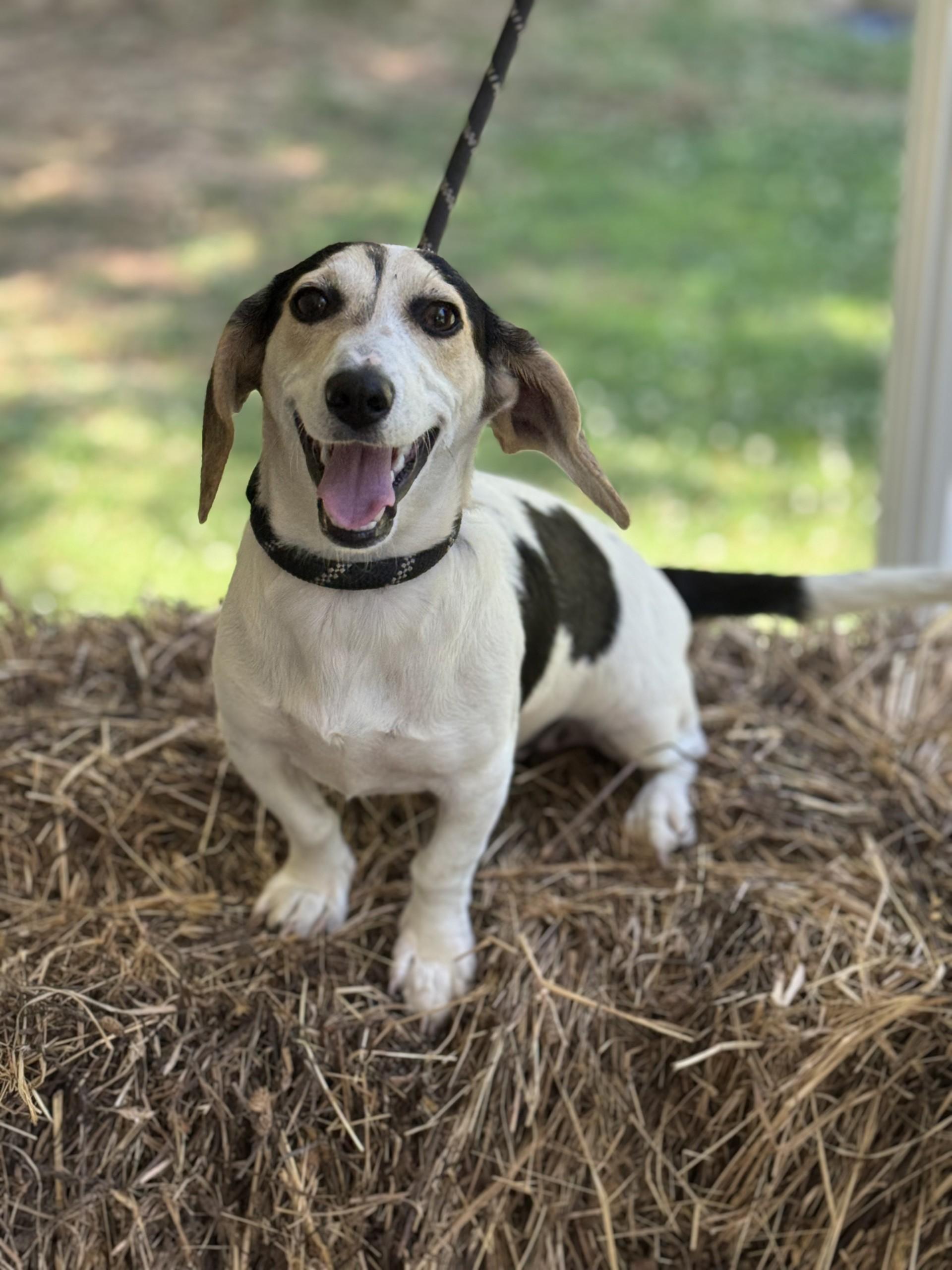 Slinky, a ADOPTABLE mixed breed in Richmond, VA image 2/6