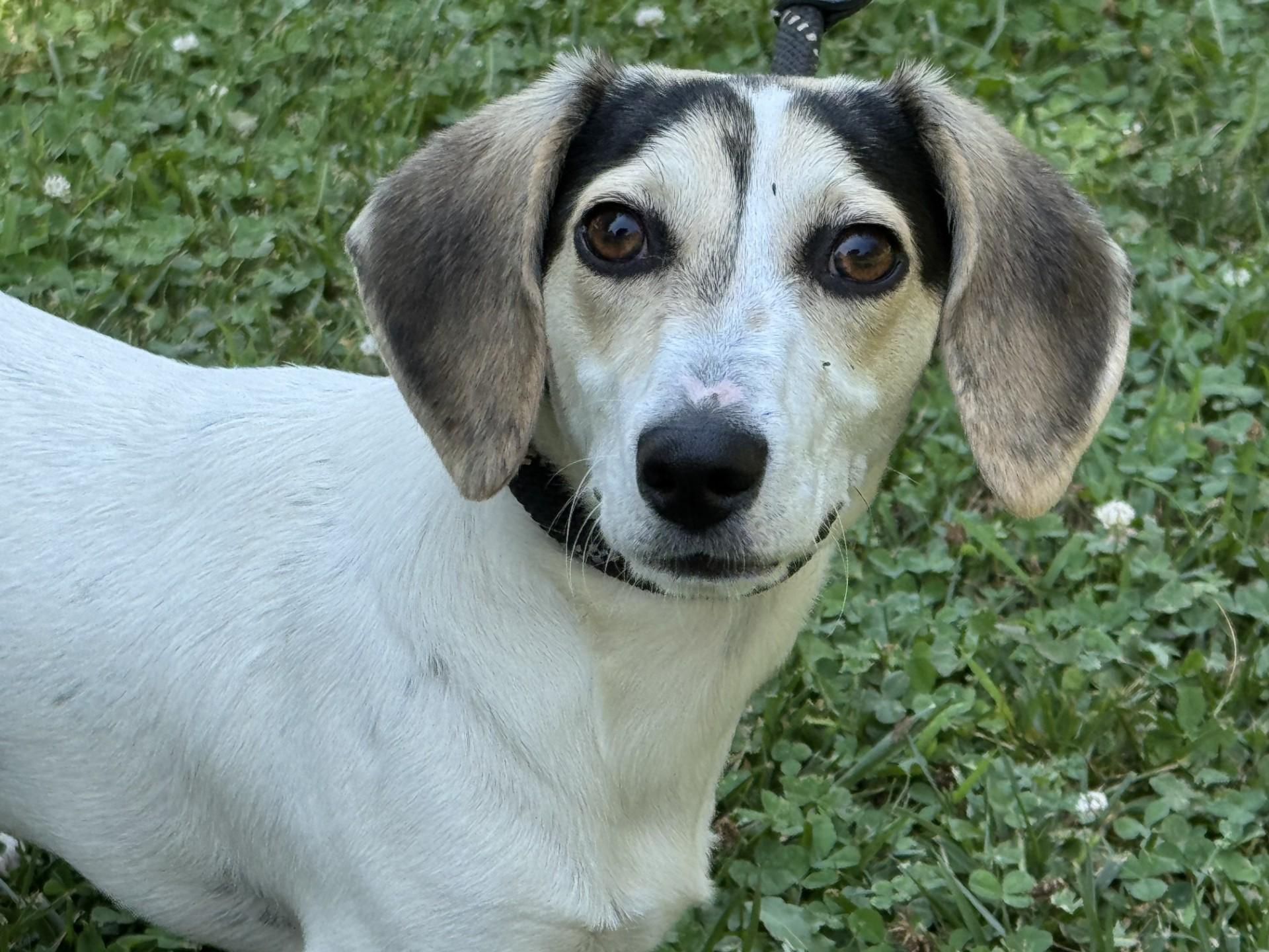 Slinky, a ADOPTABLE mixed breed in Richmond, VA image 4/6