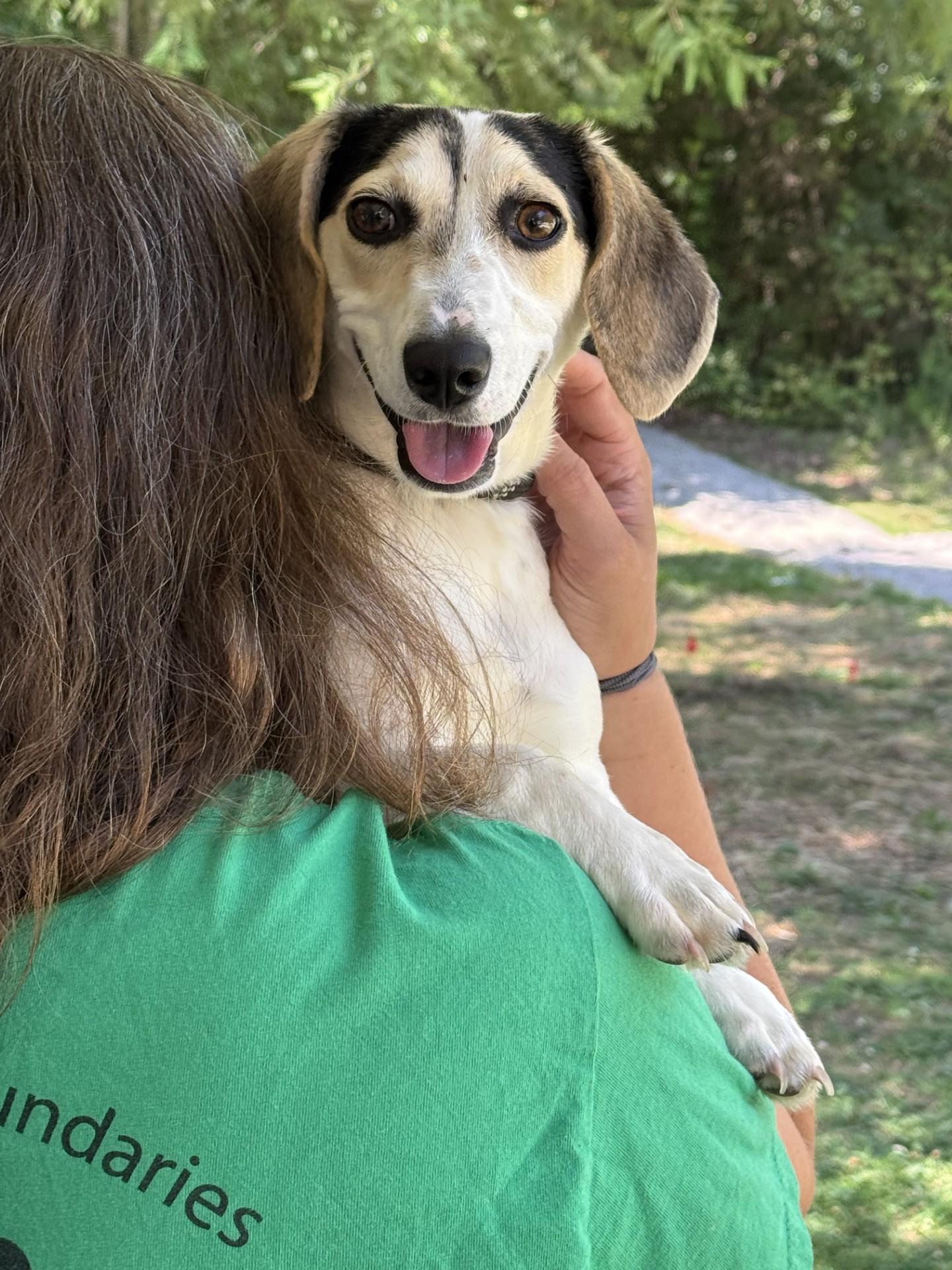 Slinky, a ADOPTABLE mixed breed in Richmond, VA image 3/6