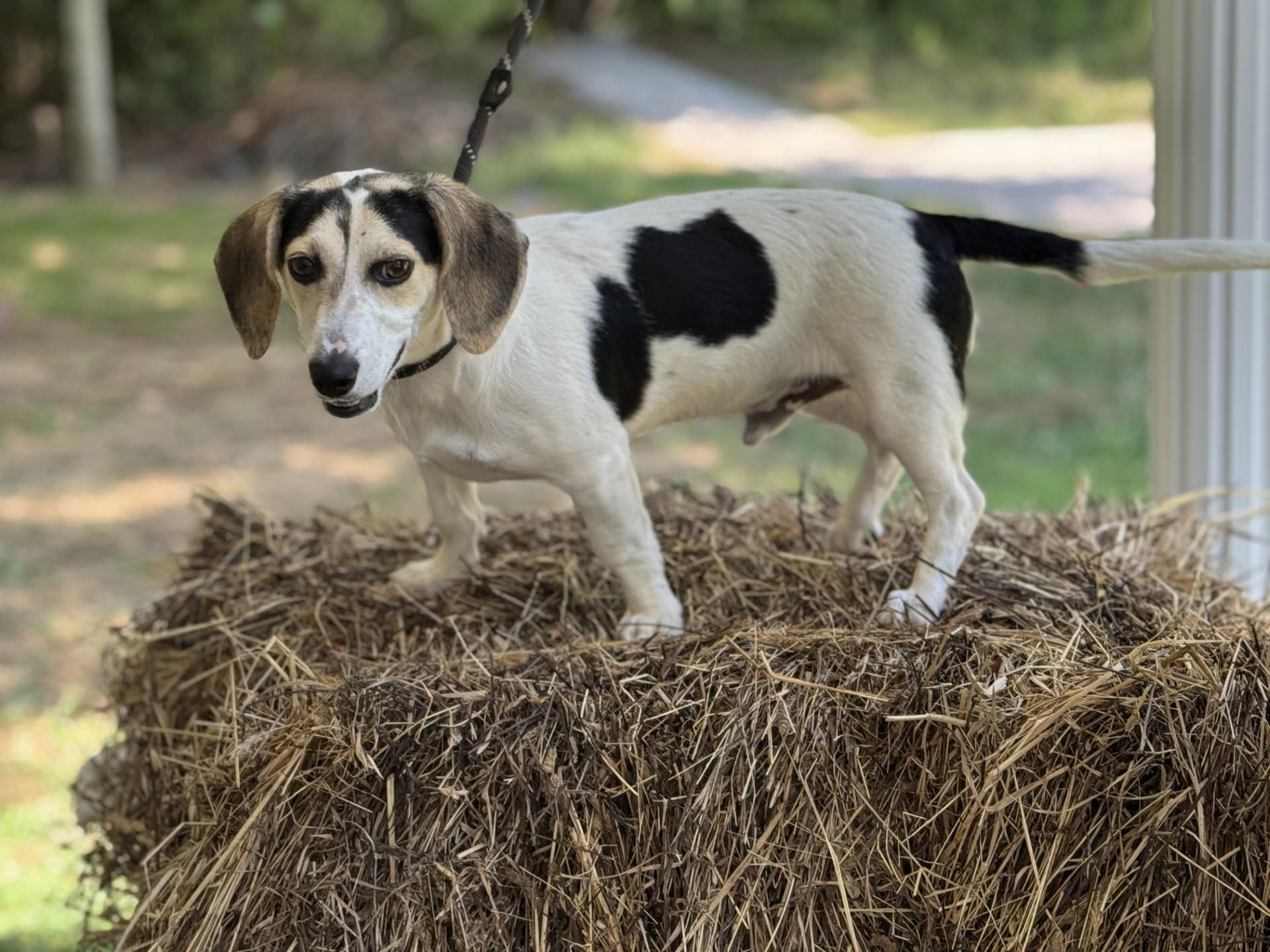 Slinky, a ADOPTABLE mixed breed in Richmond, VA image 1/6