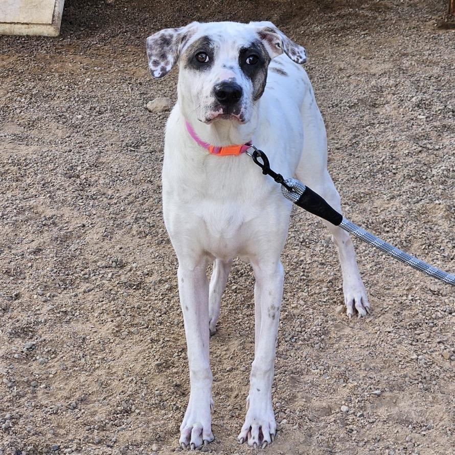 Glinda, Adoptable, Young Female Labrador Retriever & Border Collie.
