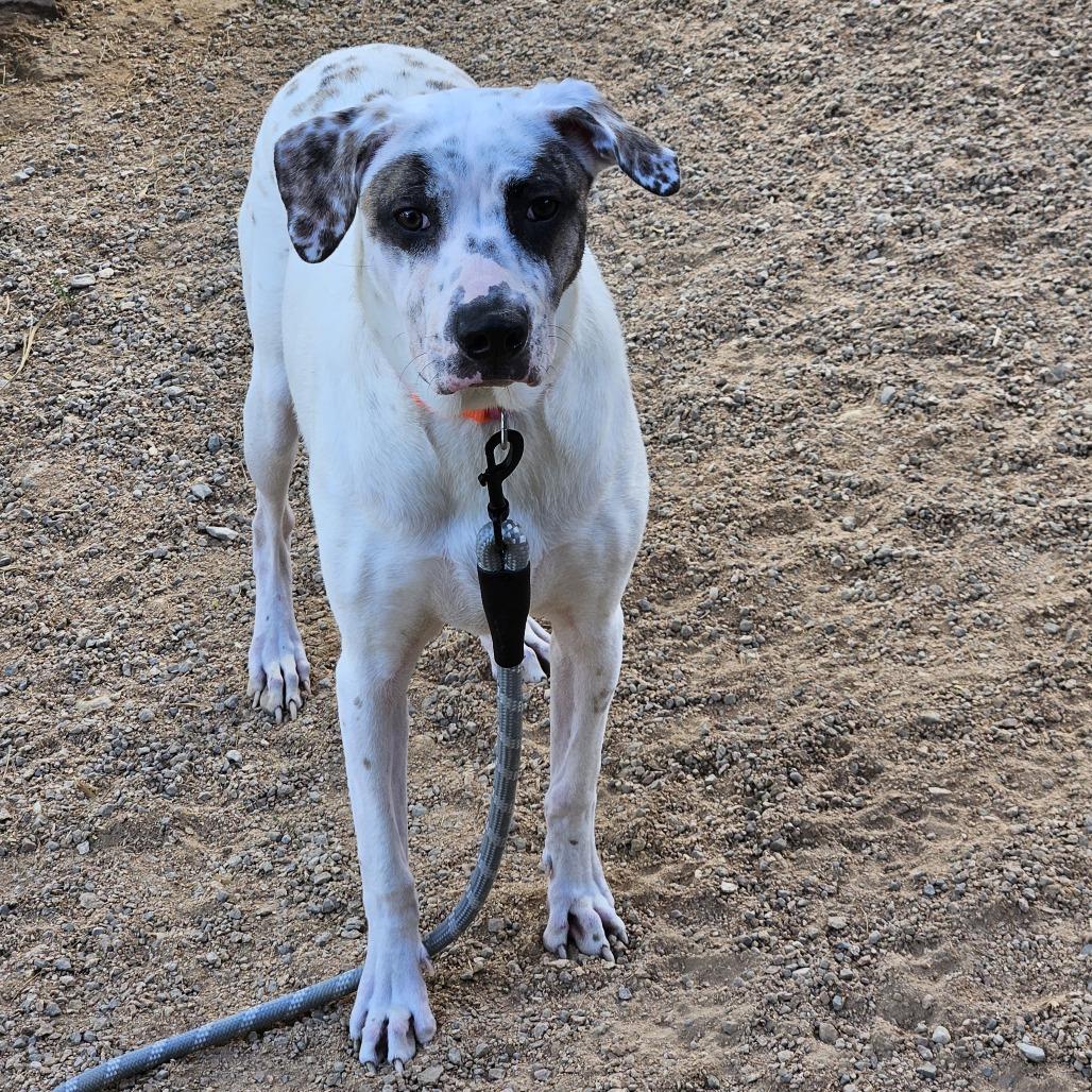 Enlarge Glinda, a Adoptable mixed breed in Las Vegas, NV image 2/2