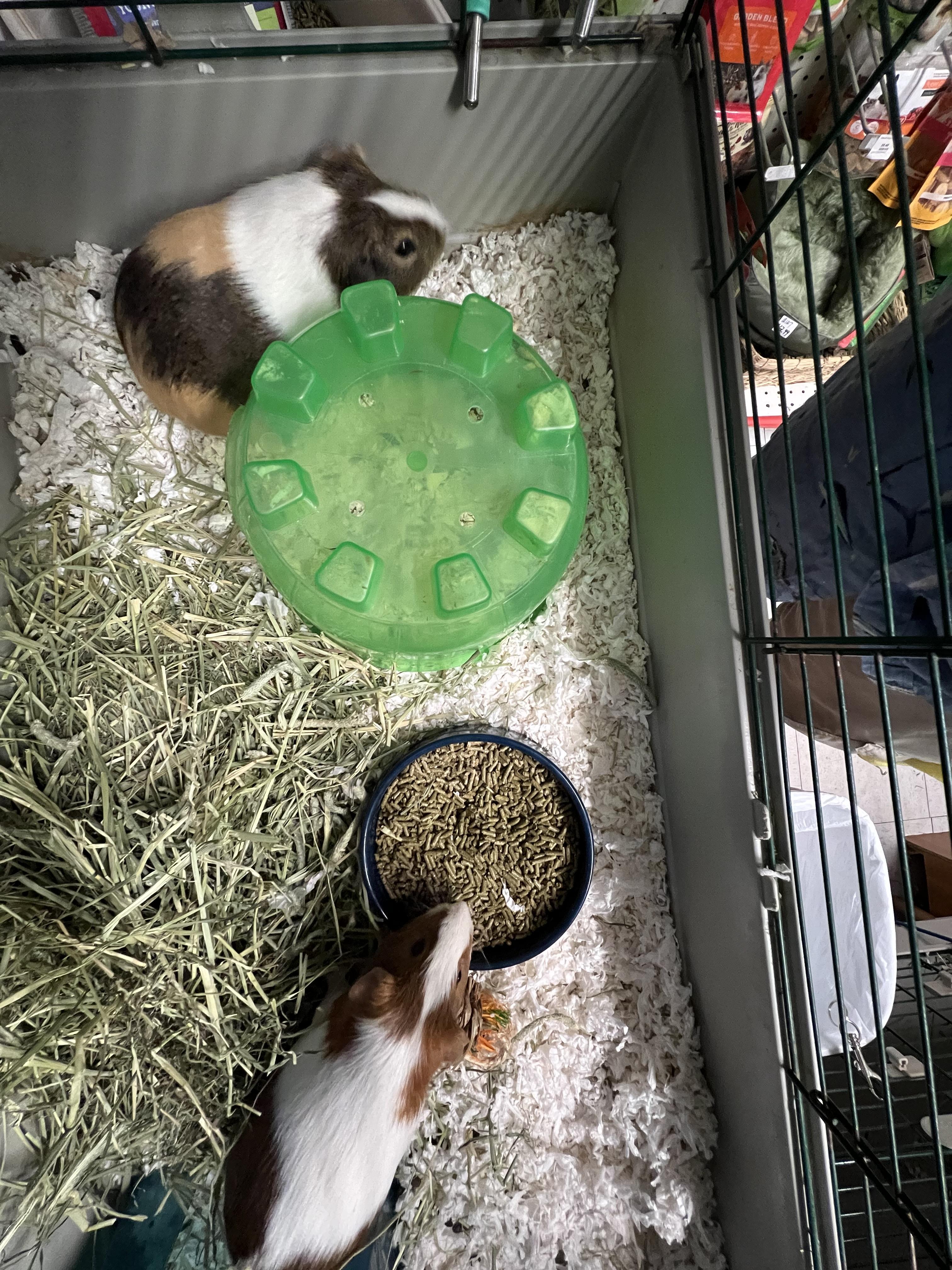 Dewey and Louie, Adoptable, Adult Male Guinea Pig.