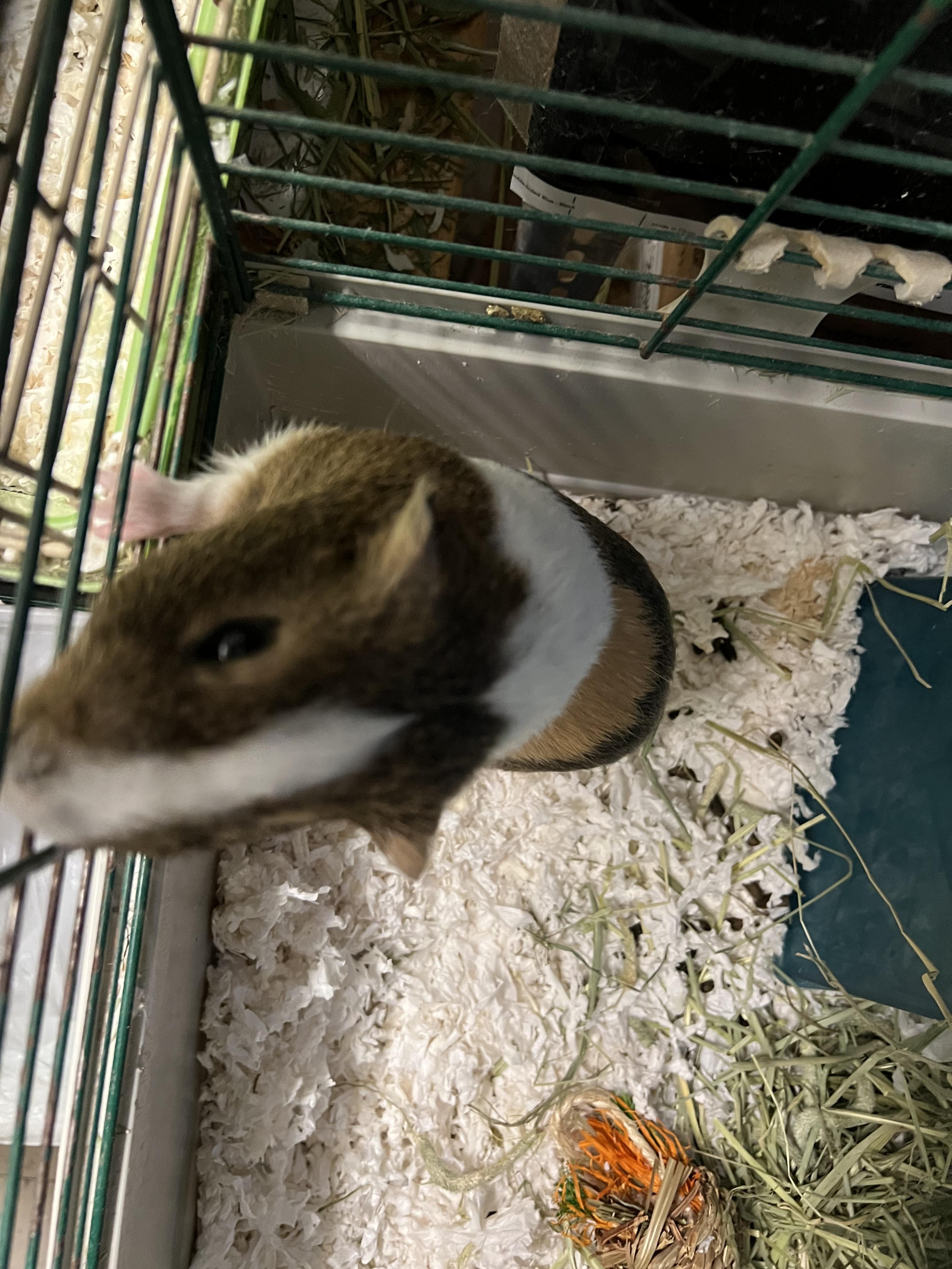 Enlarge Dewey and Louie, a Adoptable Guinea Pig in Hillsborough, NJ image 3/5
