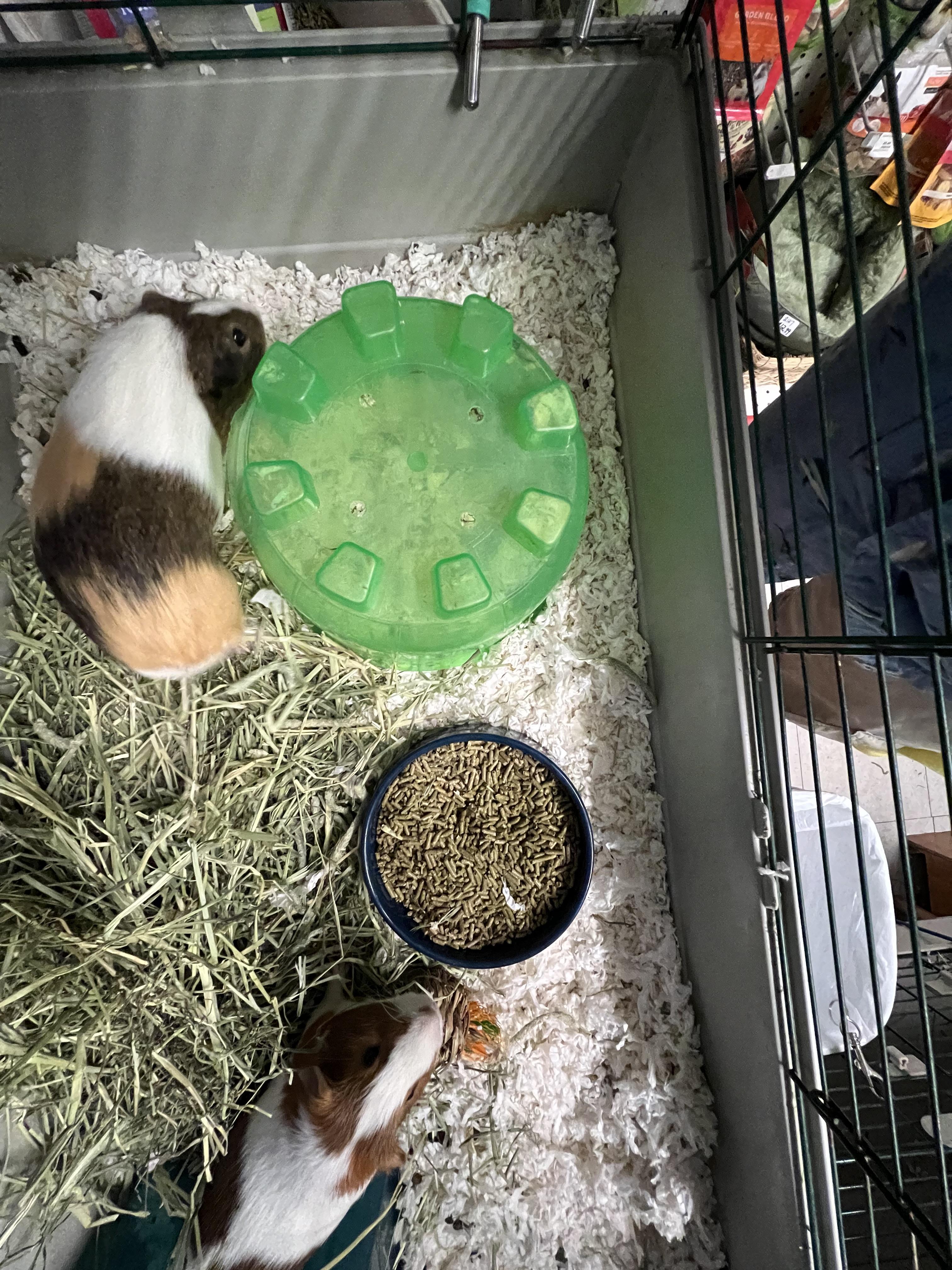 Enlarge Dewey and Louie, a Adoptable Guinea Pig in Hillsborough, NJ image 5/5