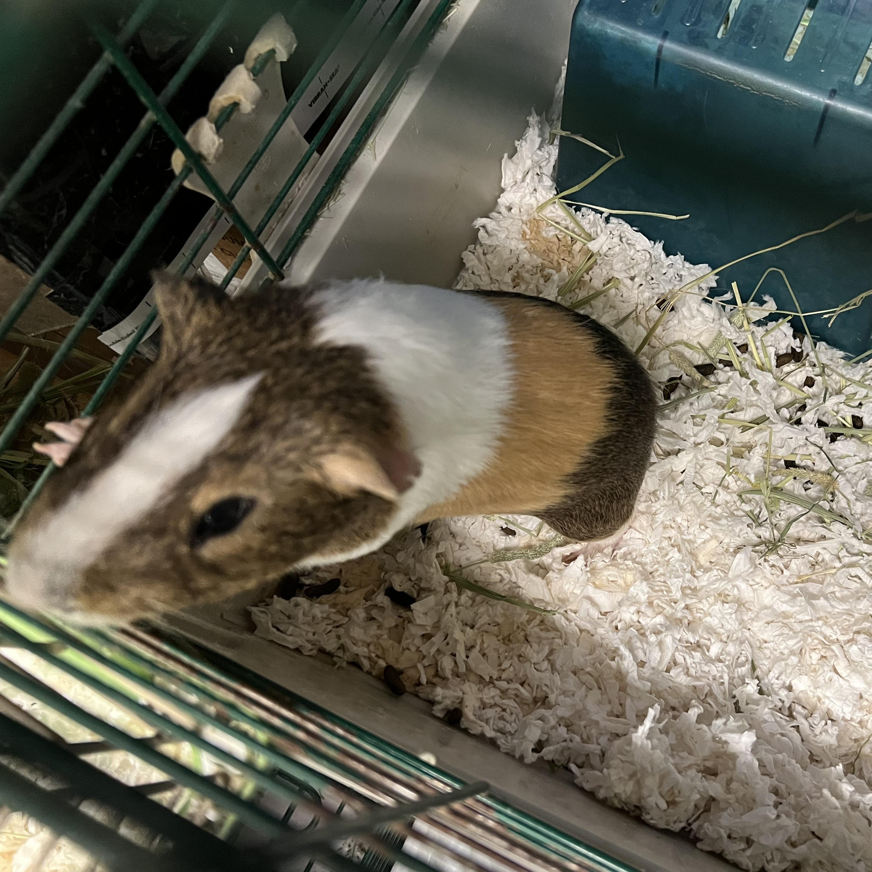 Enlarge Dewey and Louie, a Adoptable Guinea Pig in Hillsborough, NJ image 4/5
