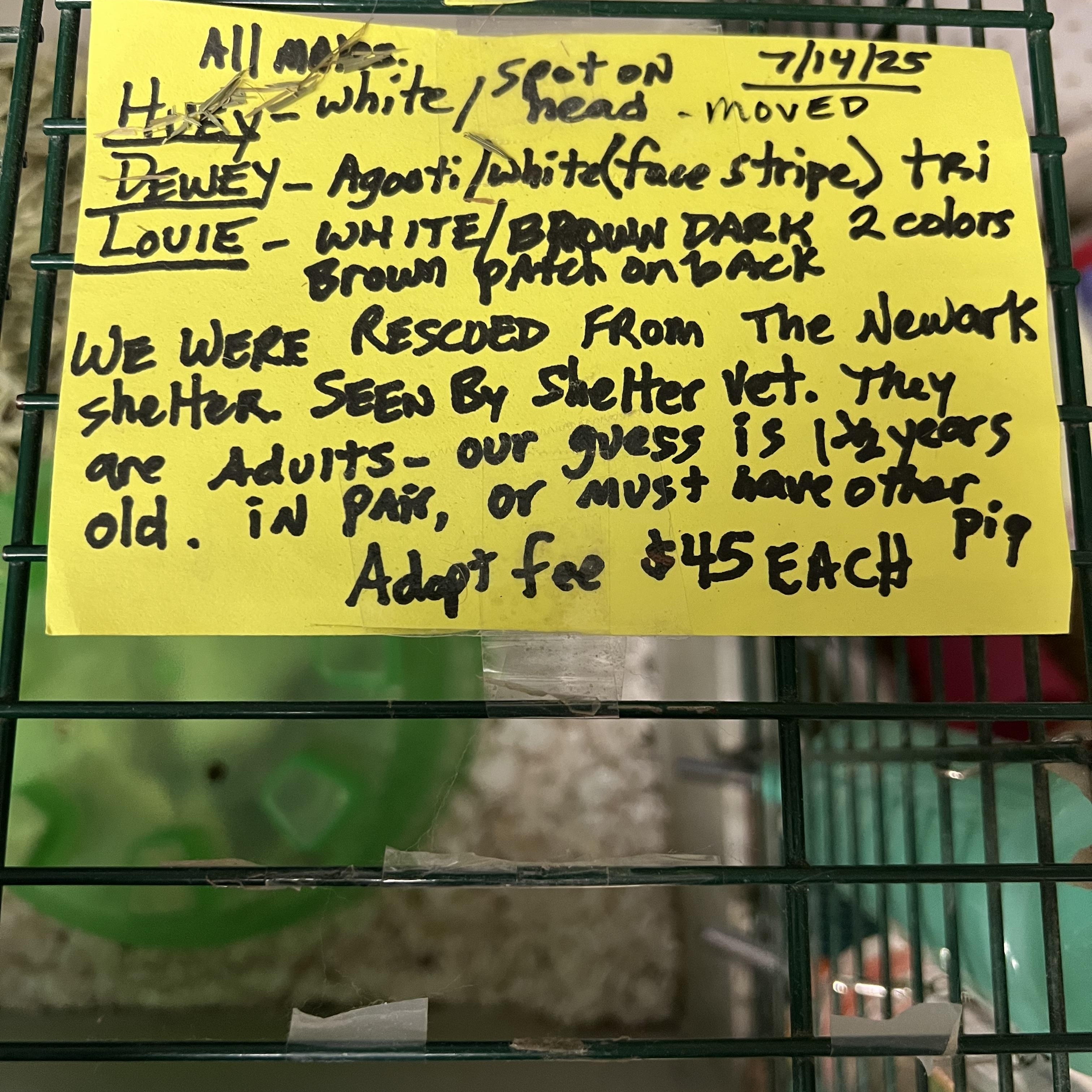 Enlarge Dewey and Louie, a Adoptable Guinea Pig in Hillsborough, NJ image 2/5