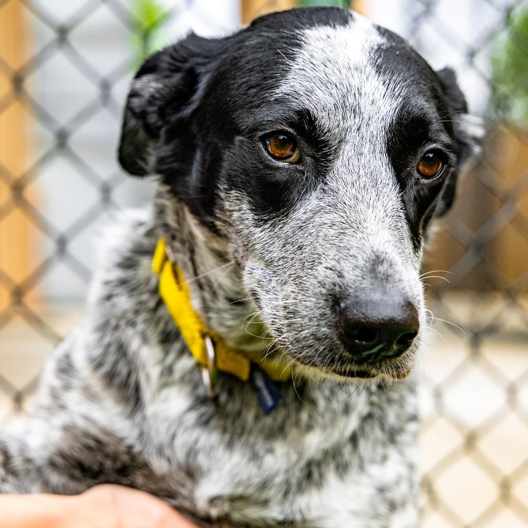 Lucky, Adoptable, Adult Female Australian Cattle Dog / Blue Heeler.