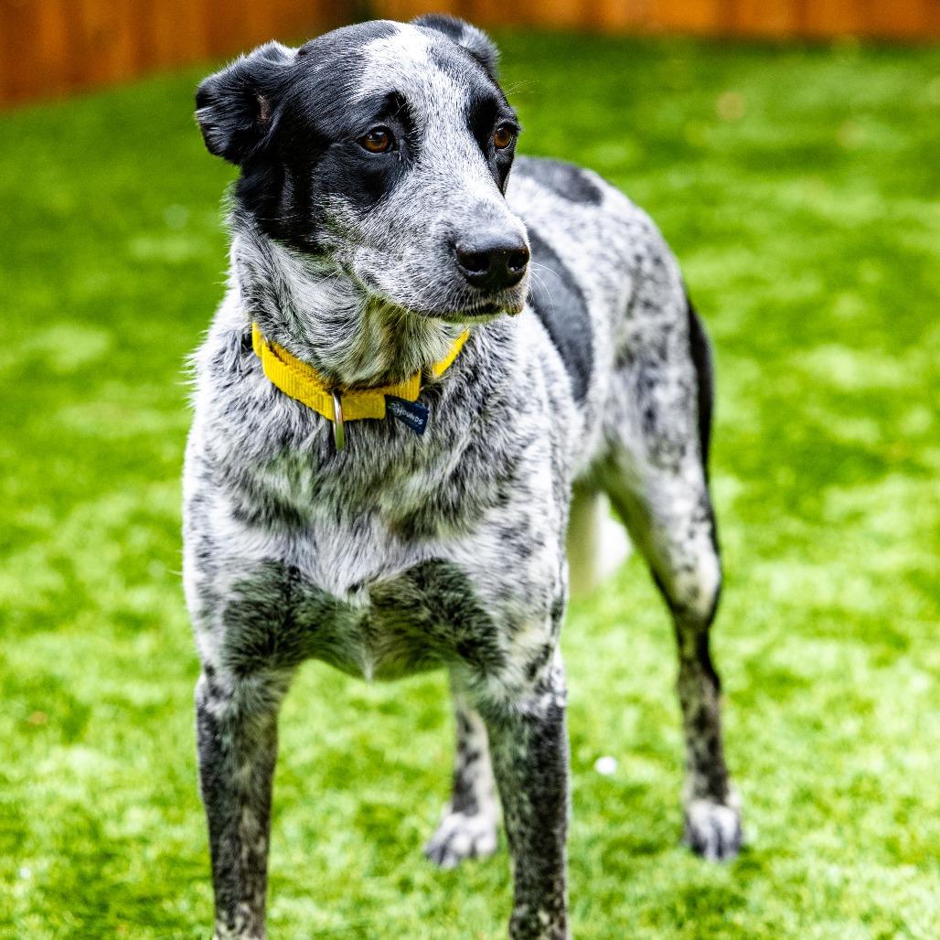 Enlarge Lucky, a Adoptable Australian Cattle Dog / Blue Heeler in Naperville, IL image 2/6