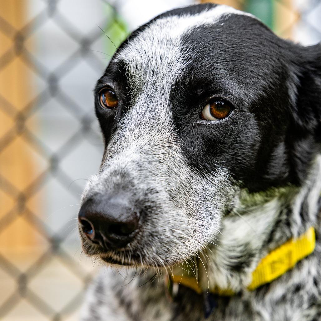 Enlarge Lucky, a Adoptable Australian Cattle Dog / Blue Heeler in Naperville, IL image 3/6