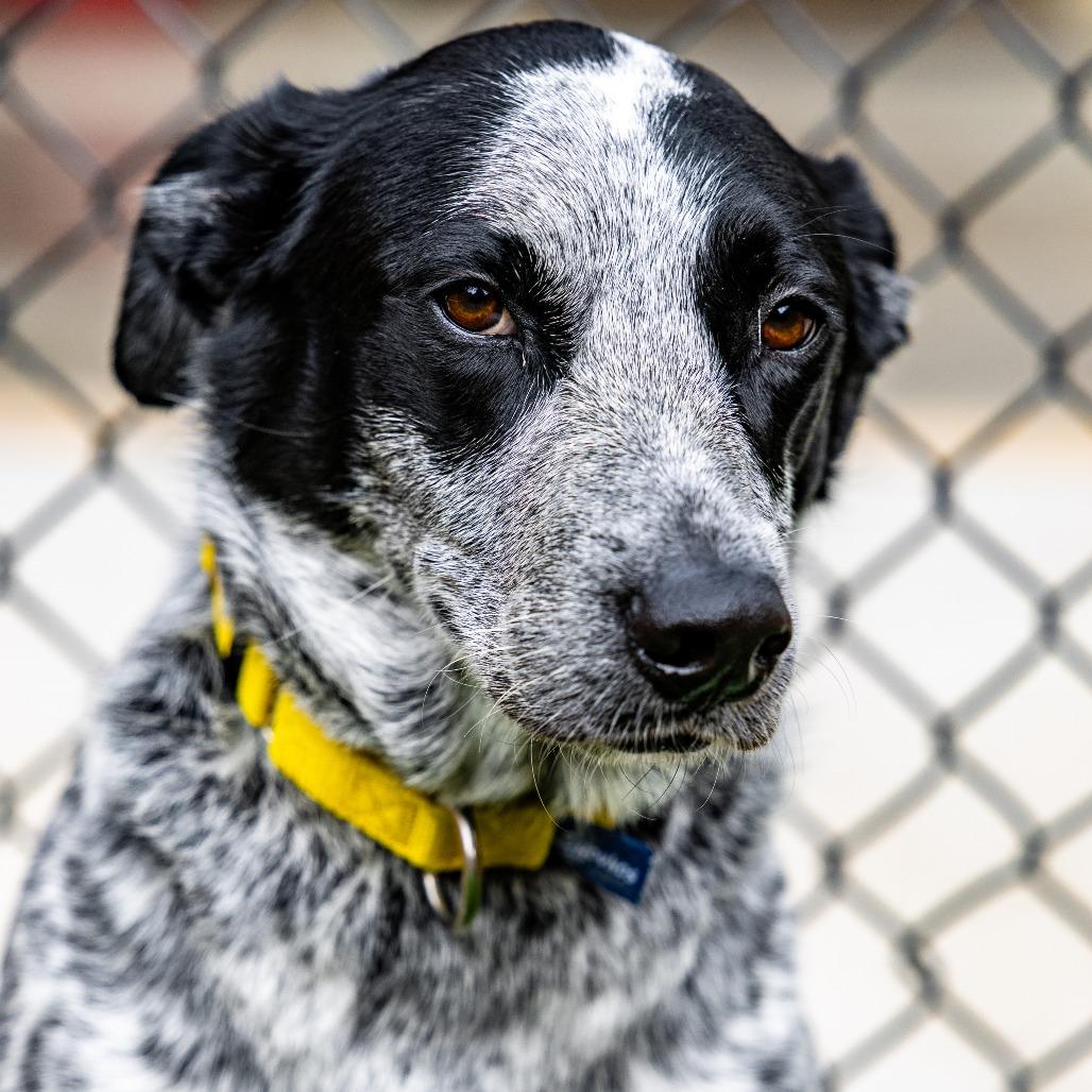 Enlarge Lucky, a Adoptable Australian Cattle Dog / Blue Heeler in Naperville, IL image 4/6