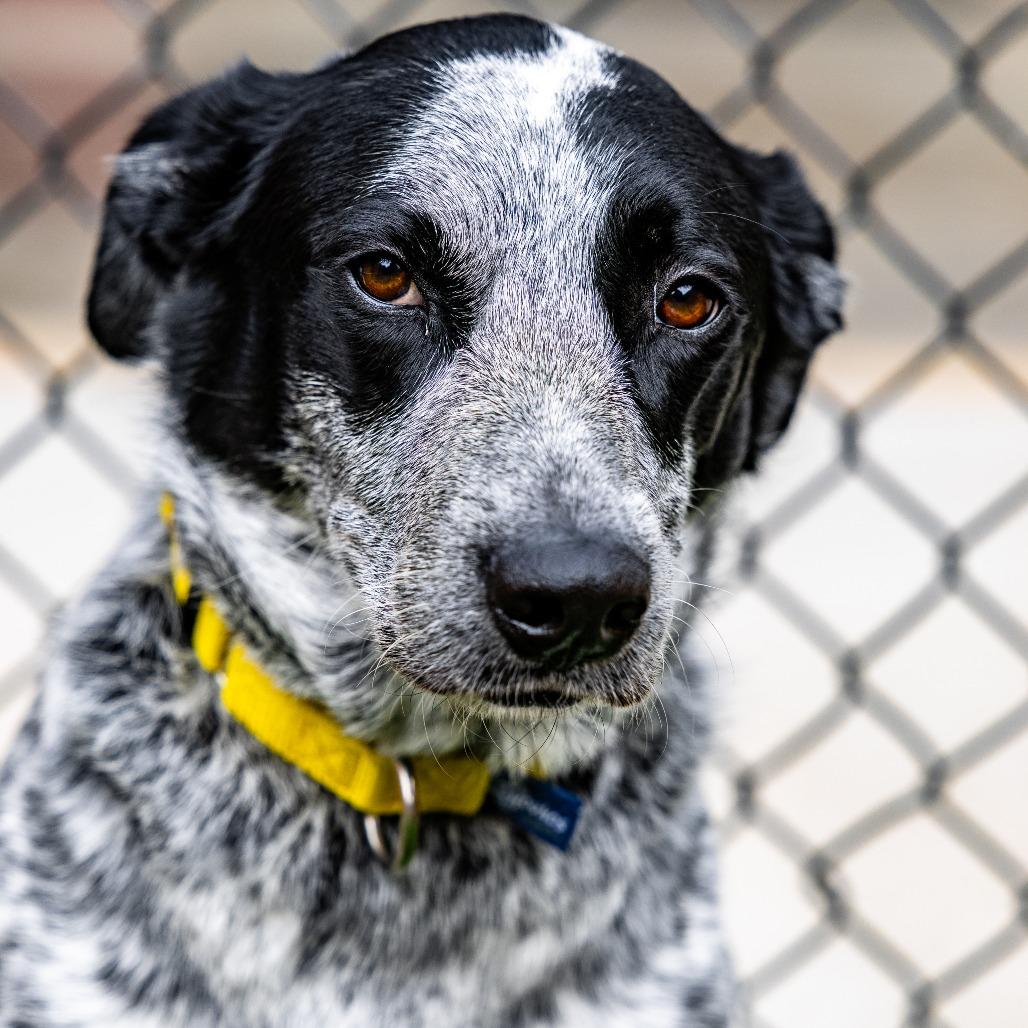 Enlarge Lucky, a Adoptable Australian Cattle Dog / Blue Heeler in Naperville, IL image 5/6