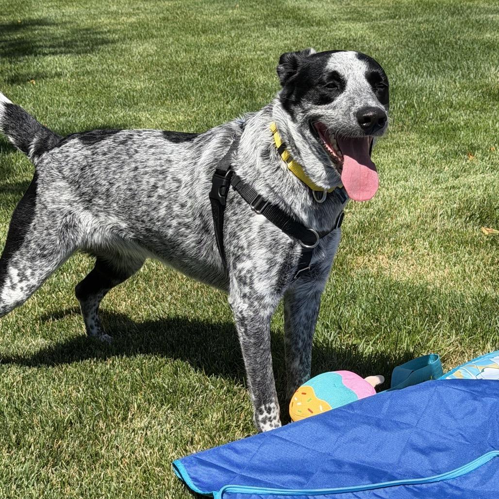 Enlarge Lucky, a Adoptable Australian Cattle Dog / Blue Heeler in Naperville, IL image 6/6