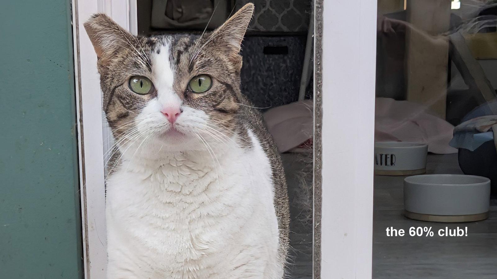 Candy, a Adoptable Domestic Short Hair in Santa Rosa, CA image 1/3