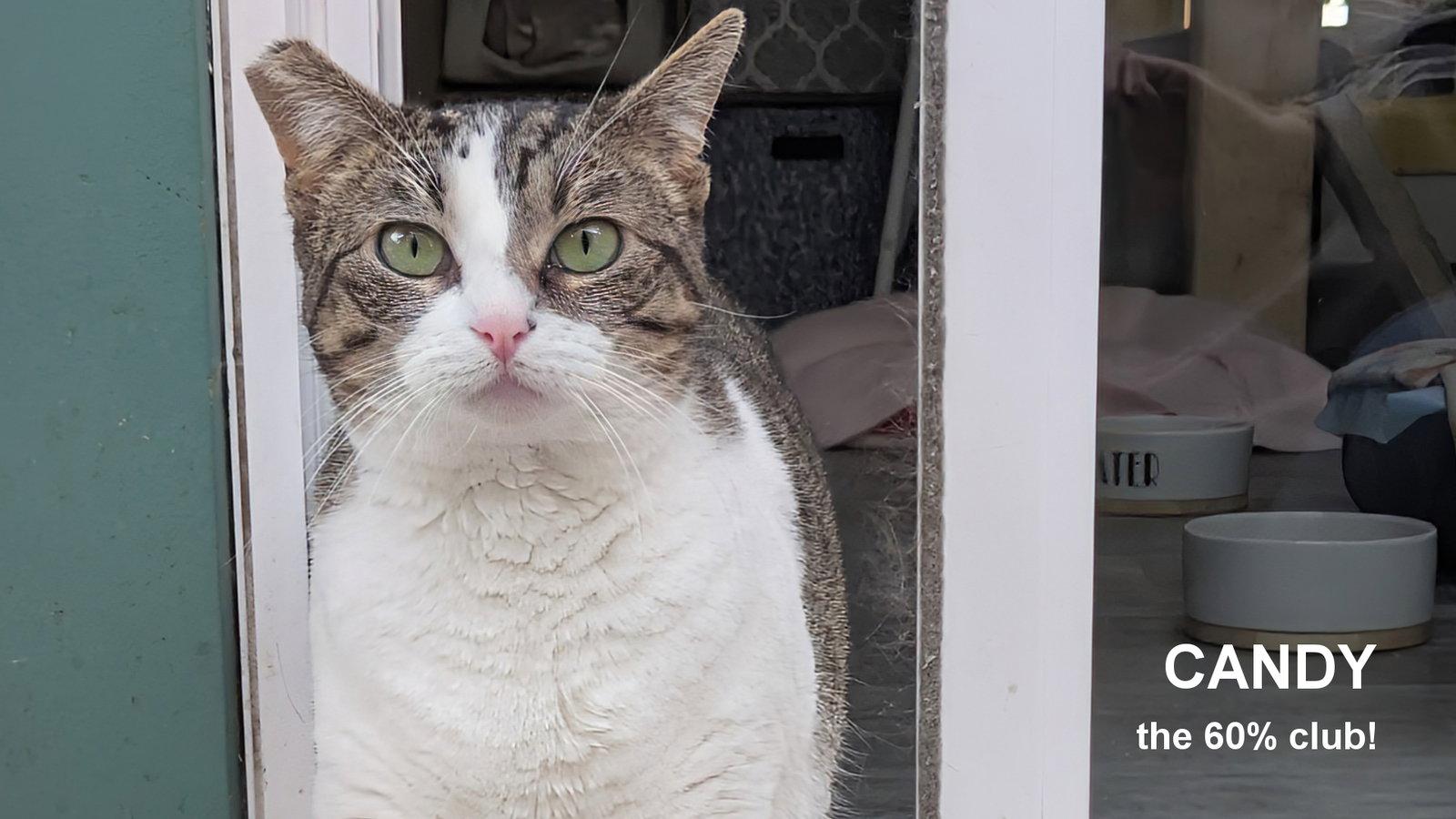 Candy, a Adoptable Domestic Short Hair in Santa Rosa, CA image 2/3