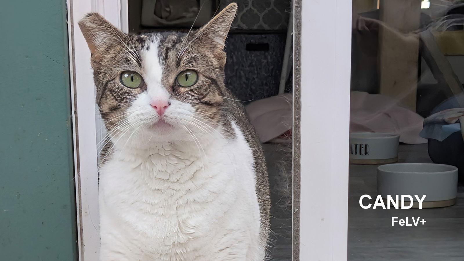 Candy, a Adoptable Domestic Short Hair in Santa Rosa, CA image 1/3