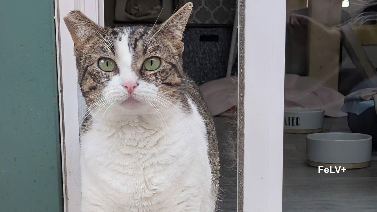 Candy, a Adoptable Domestic Short Hair in Santa Rosa, CA image 3/3