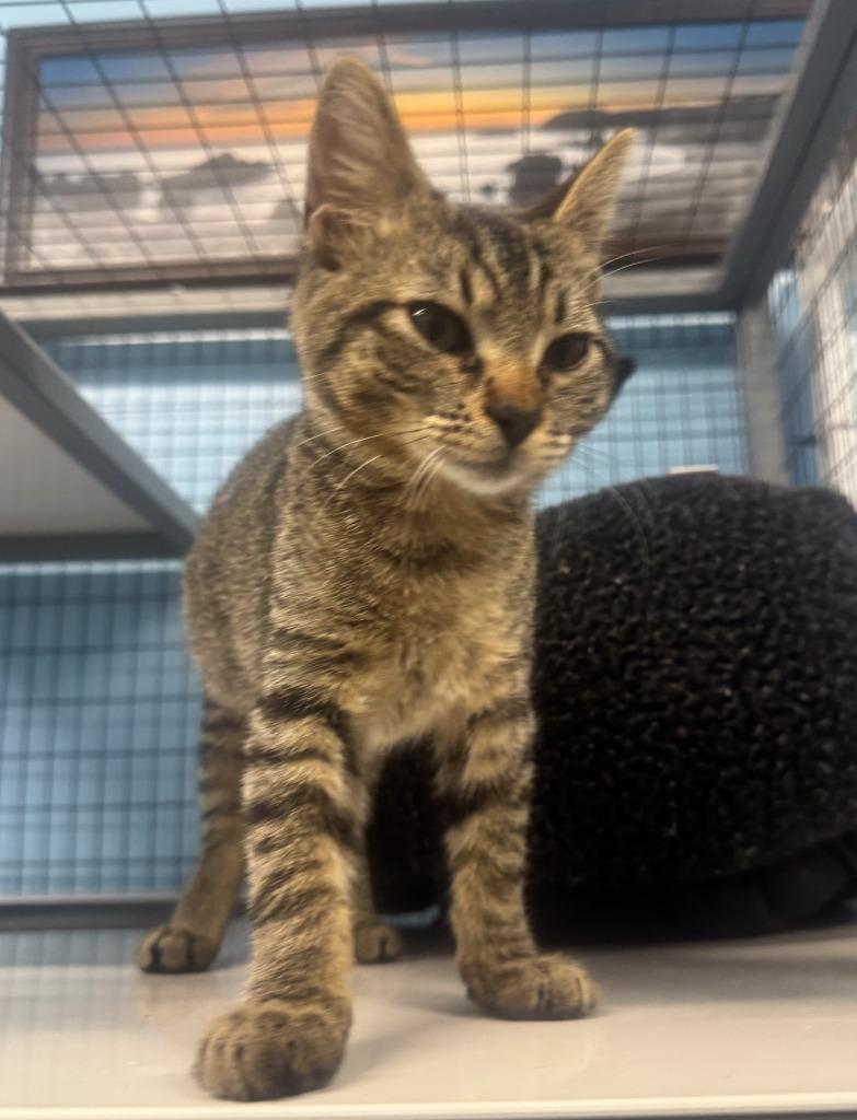 Tiger, Adoptable, Kitten Male Domestic Short Hair.
