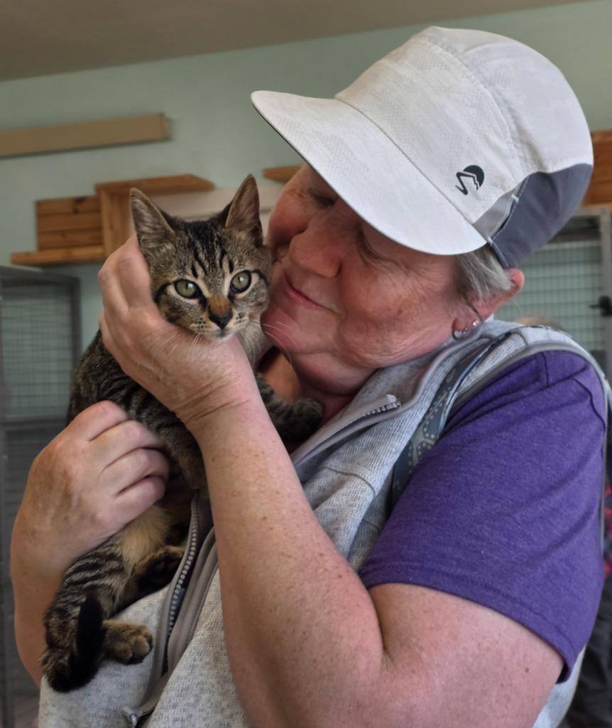 Enlarge Tiger, a Adoptable mixed breed in Gold Beach, OR image 2/2