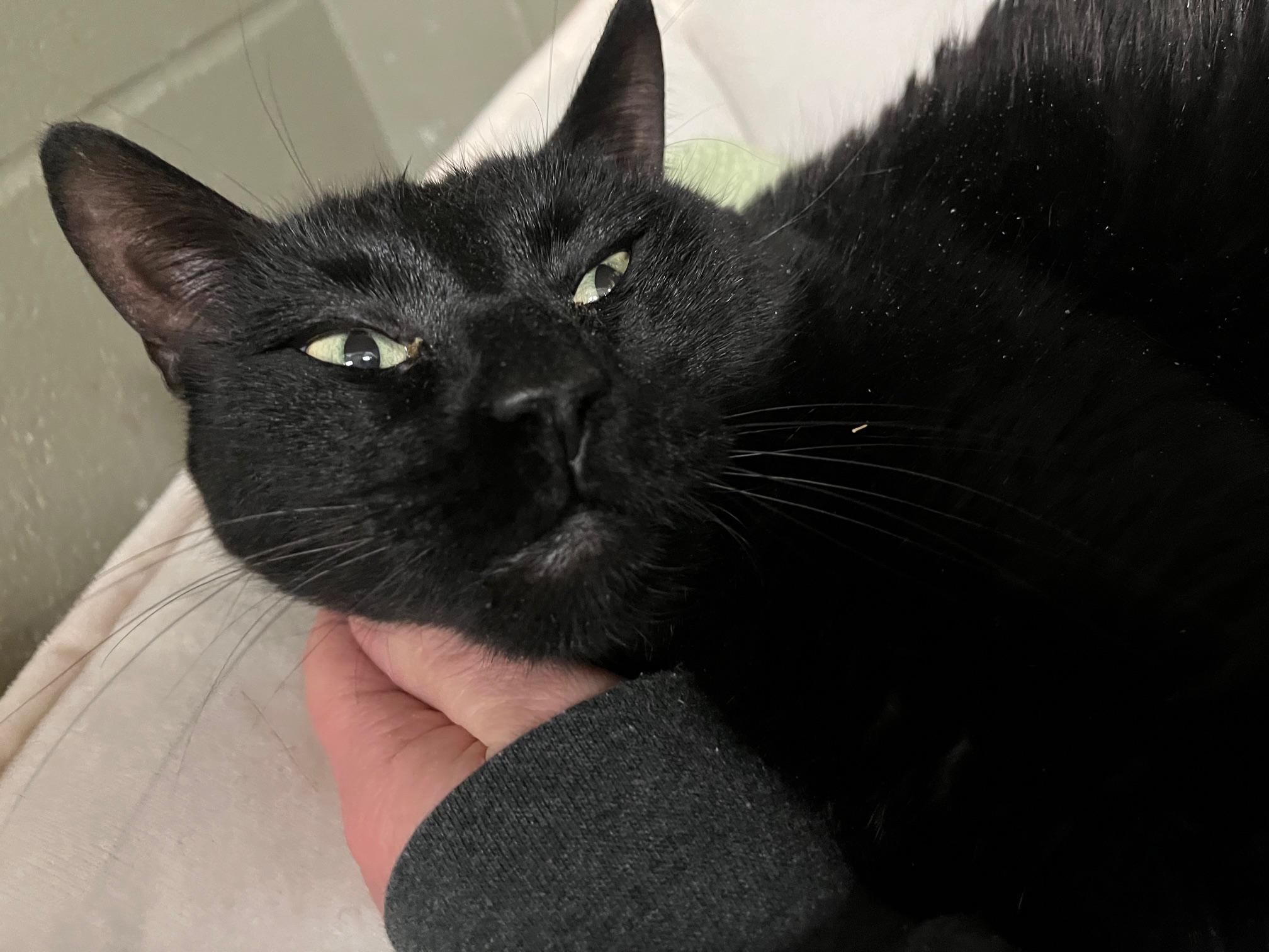 Enlarge Robin Hood, a ADOPTABLE Domestic Short Hair in St Thomas, ON image 1/3