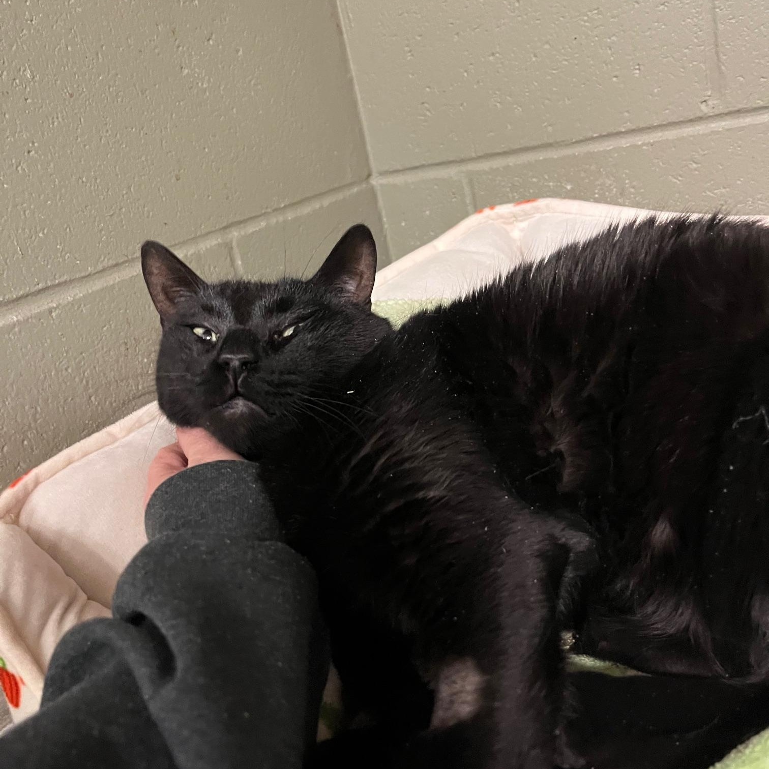 Enlarge Robin Hood, a ADOPTABLE Domestic Short Hair in St Thomas, ON image 2/3