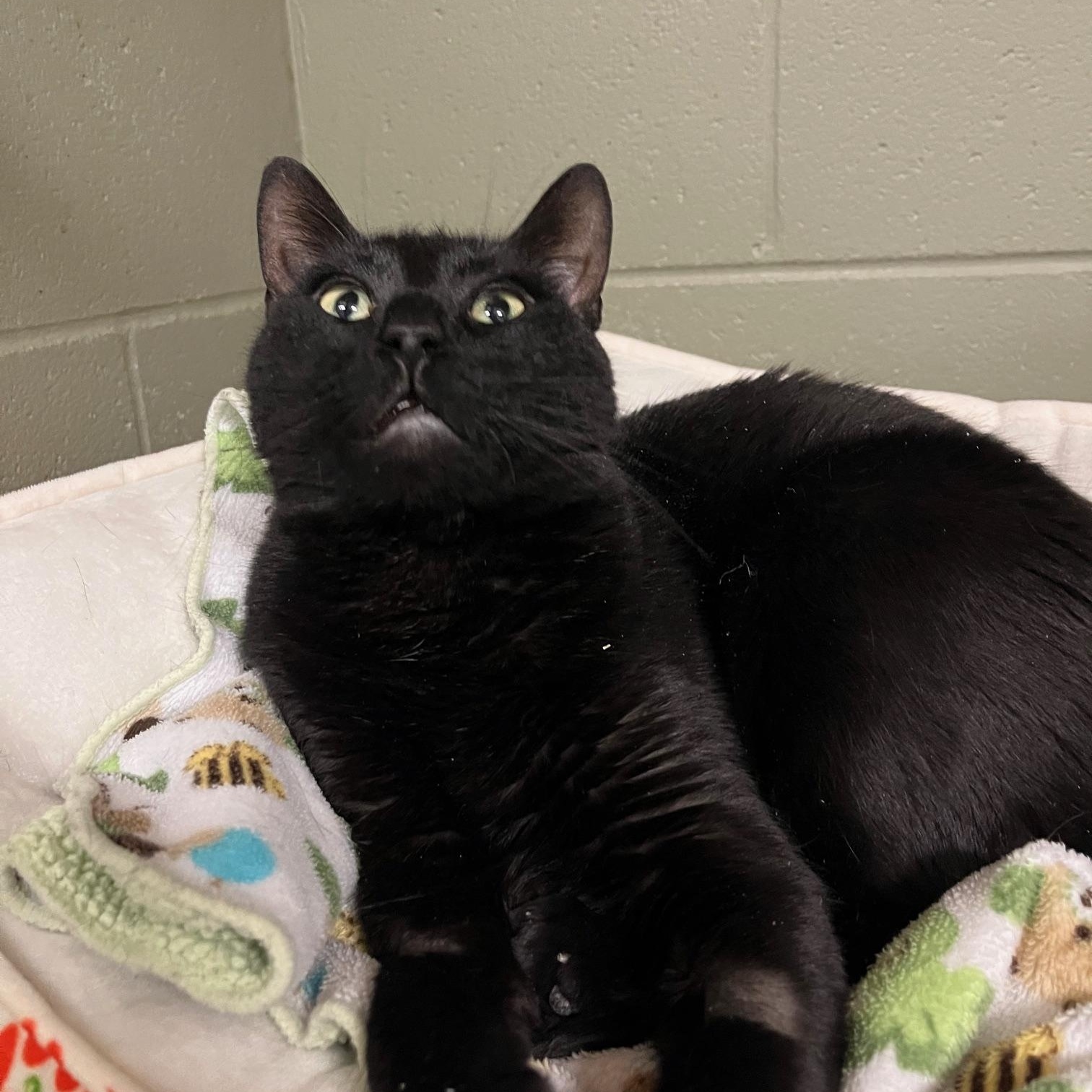 Enlarge Robin Hood, a ADOPTABLE Domestic Short Hair in St Thomas, ON image 3/3