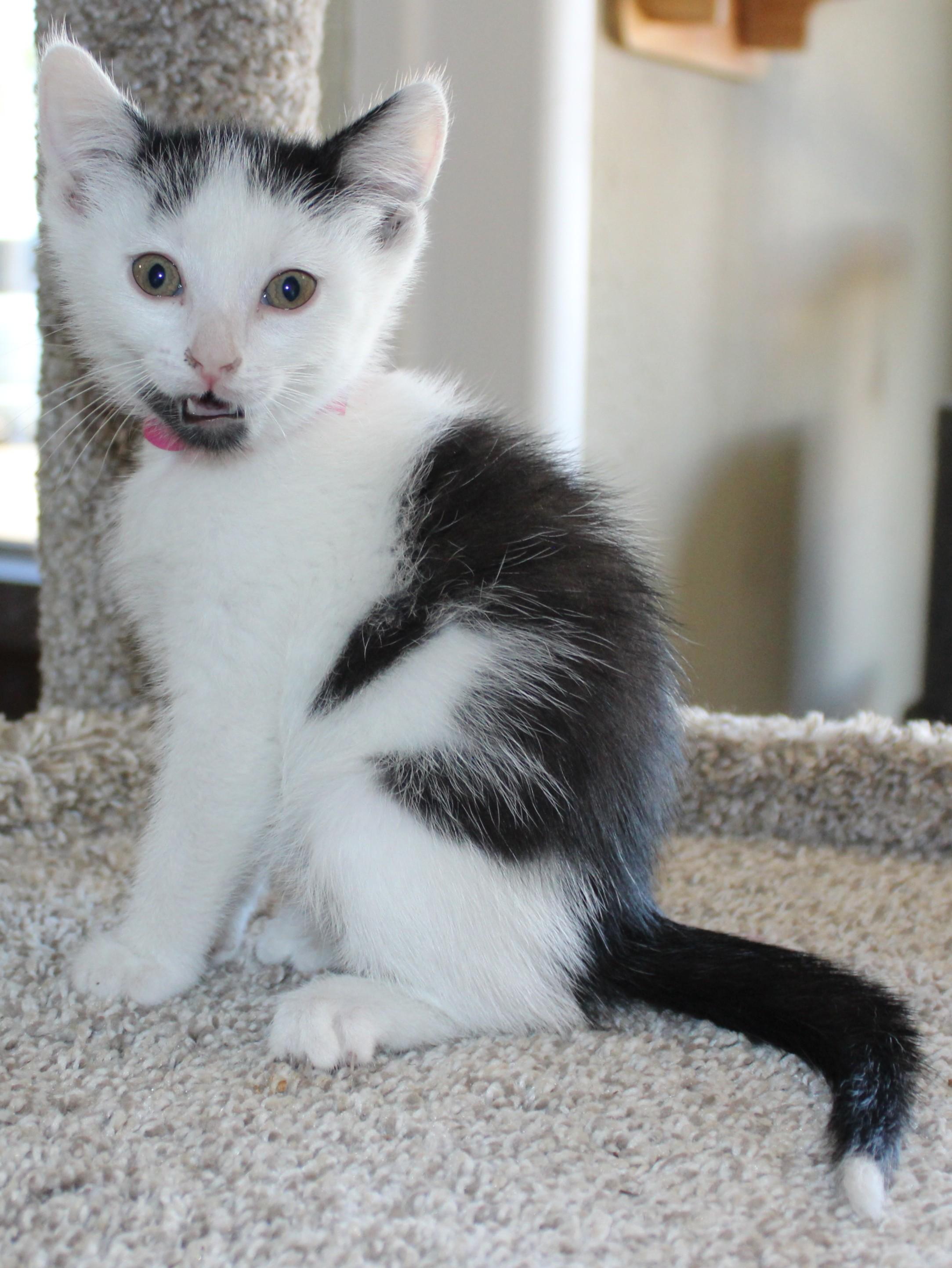 Marcel, Baby Male Domestic Short Hair