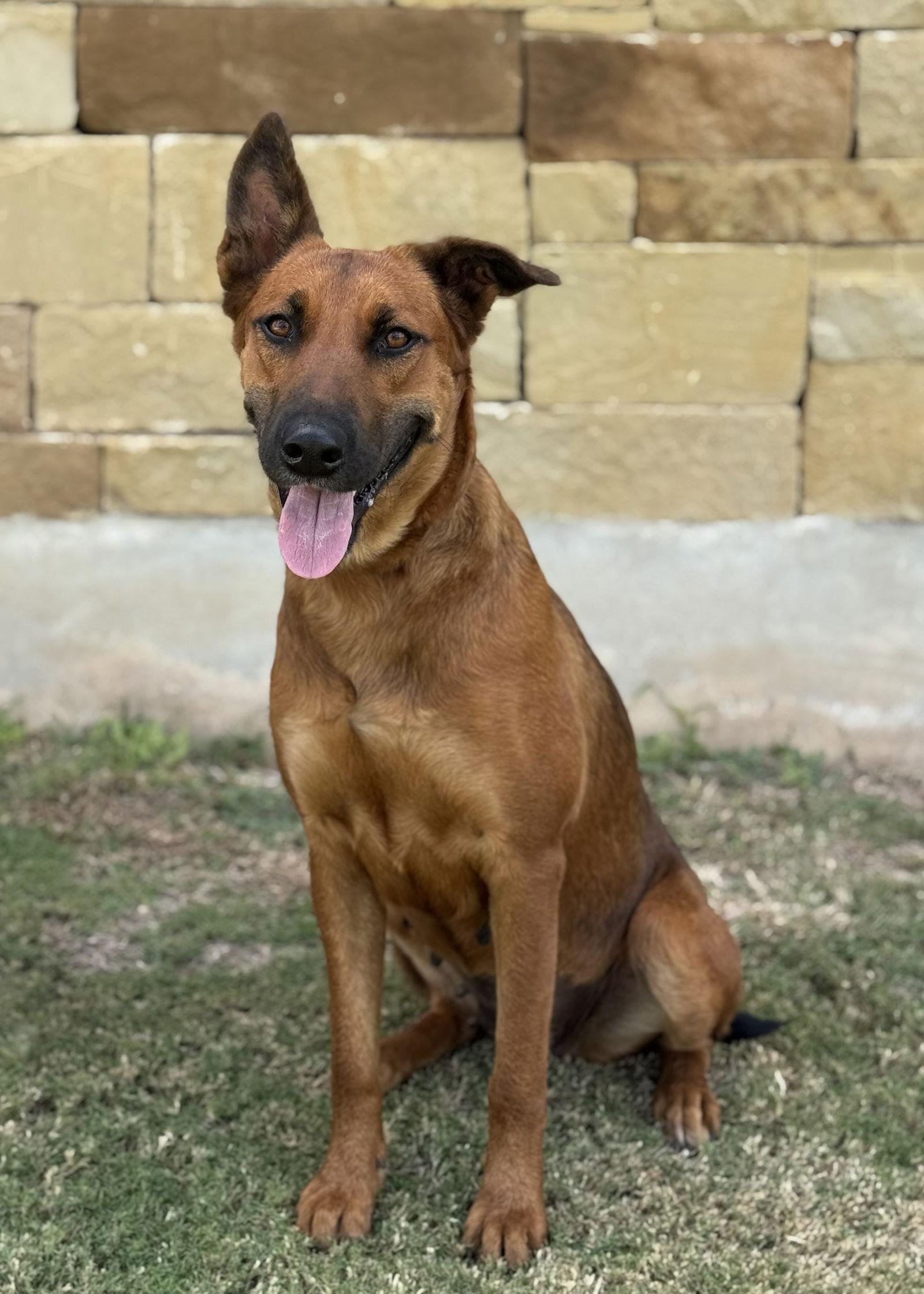 River, Adoptable, Young Female Belgian Shepherd / Malinois.