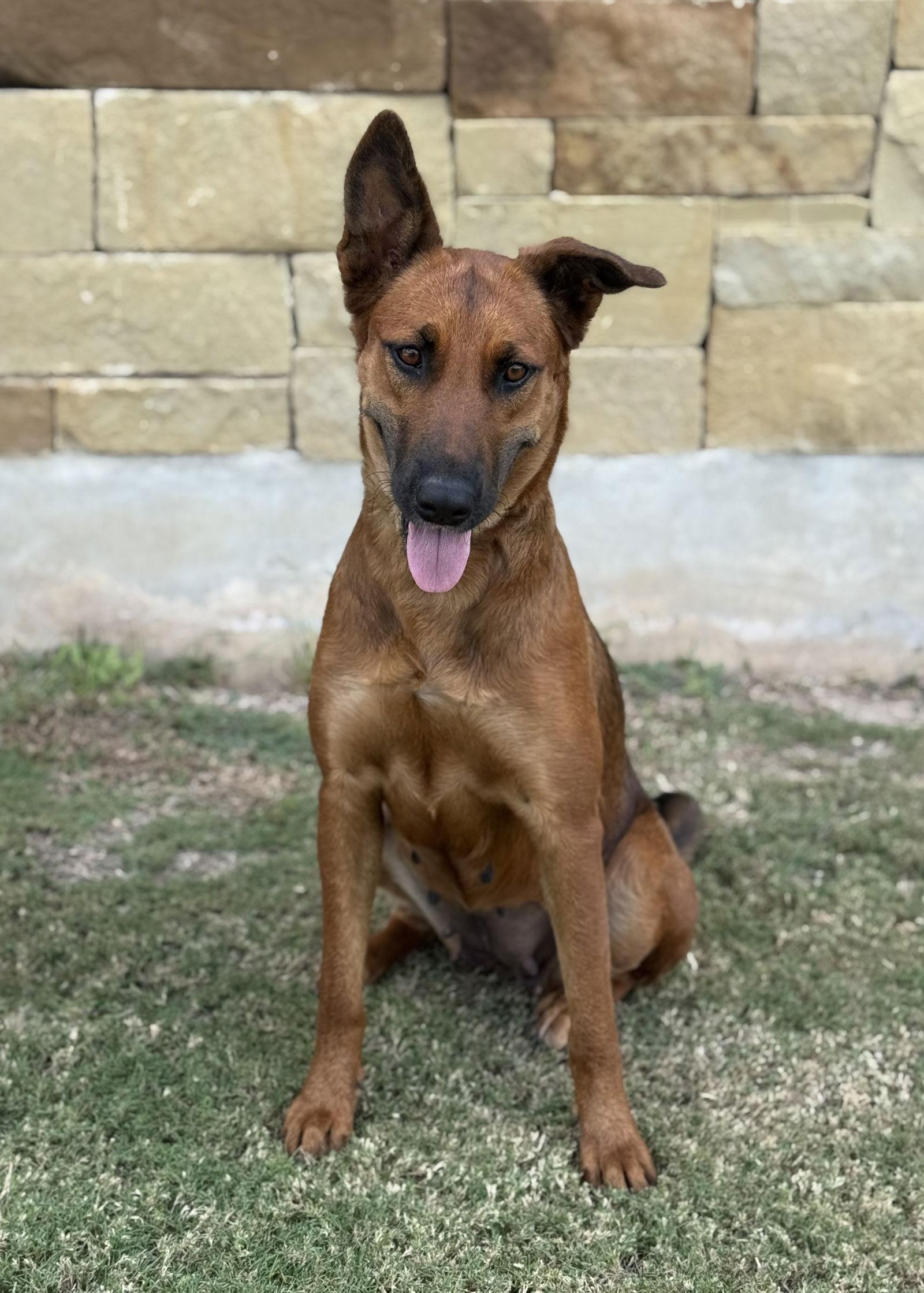 Enlarge River, a Adoptable Belgian Shepherd / Malinois in Helotes, TX image 2/3