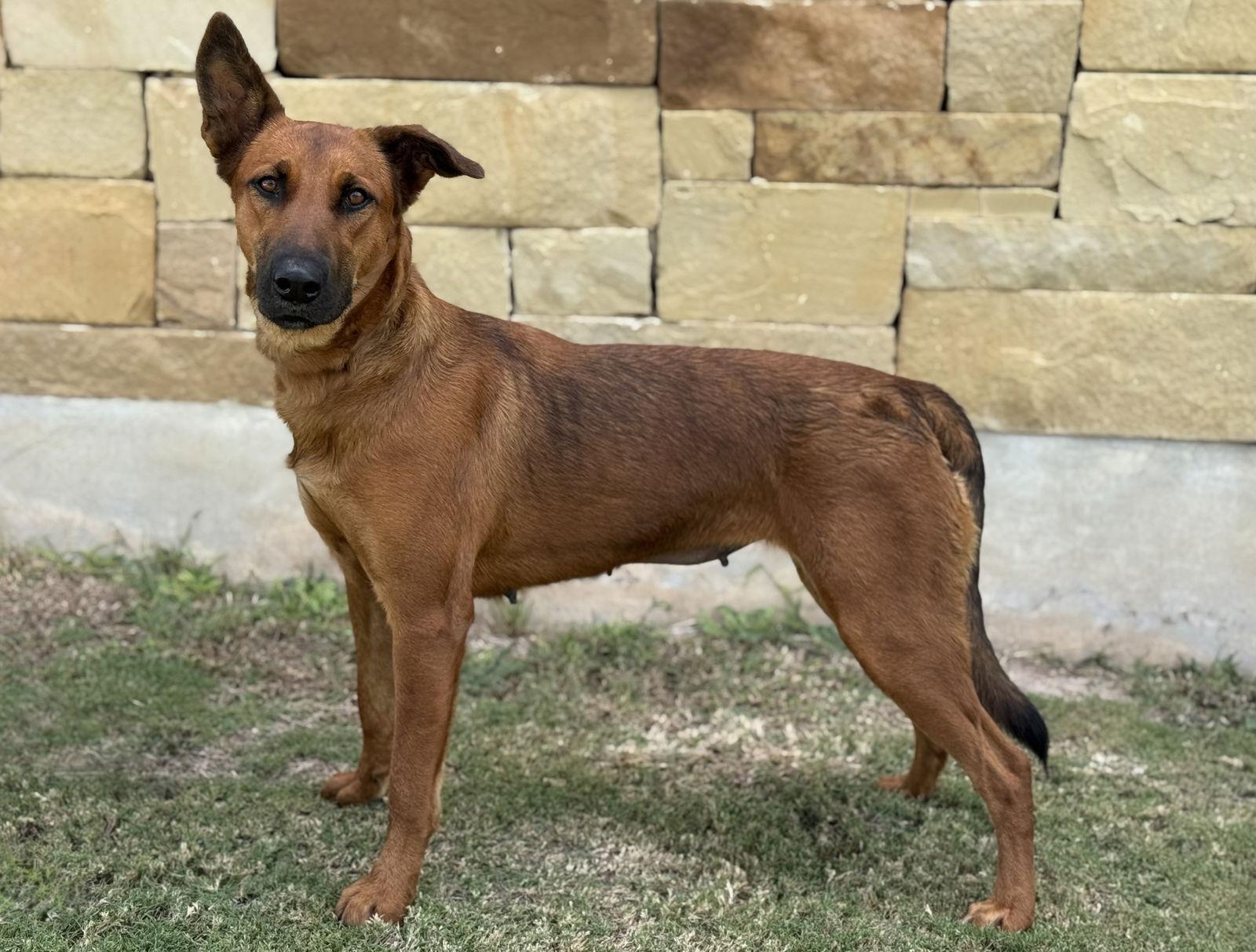 Enlarge River, a Adoptable Belgian Shepherd / Malinois in Helotes, TX image 3/3